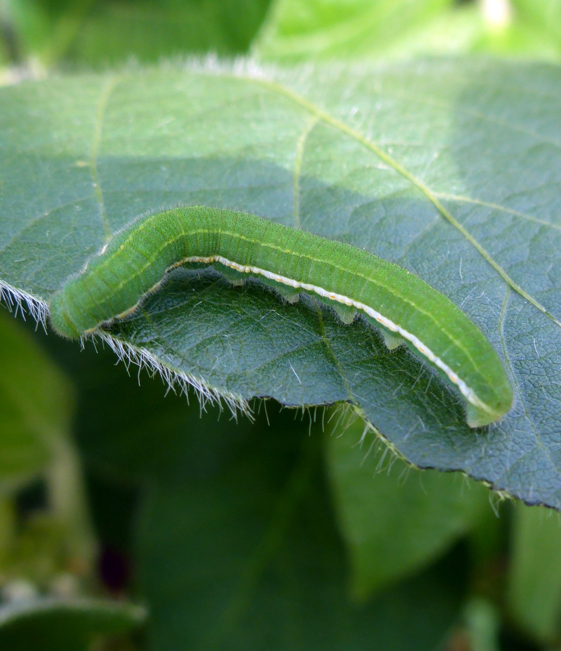 Alfalfa Caterpillar in Soybean