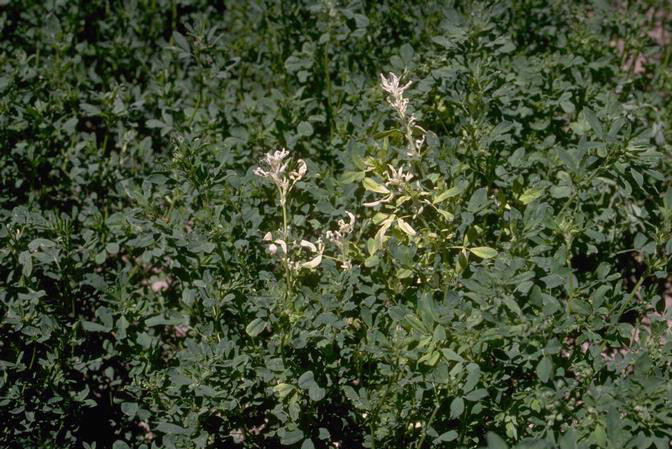 Alfalfa Stem Nematode of Alfalfa