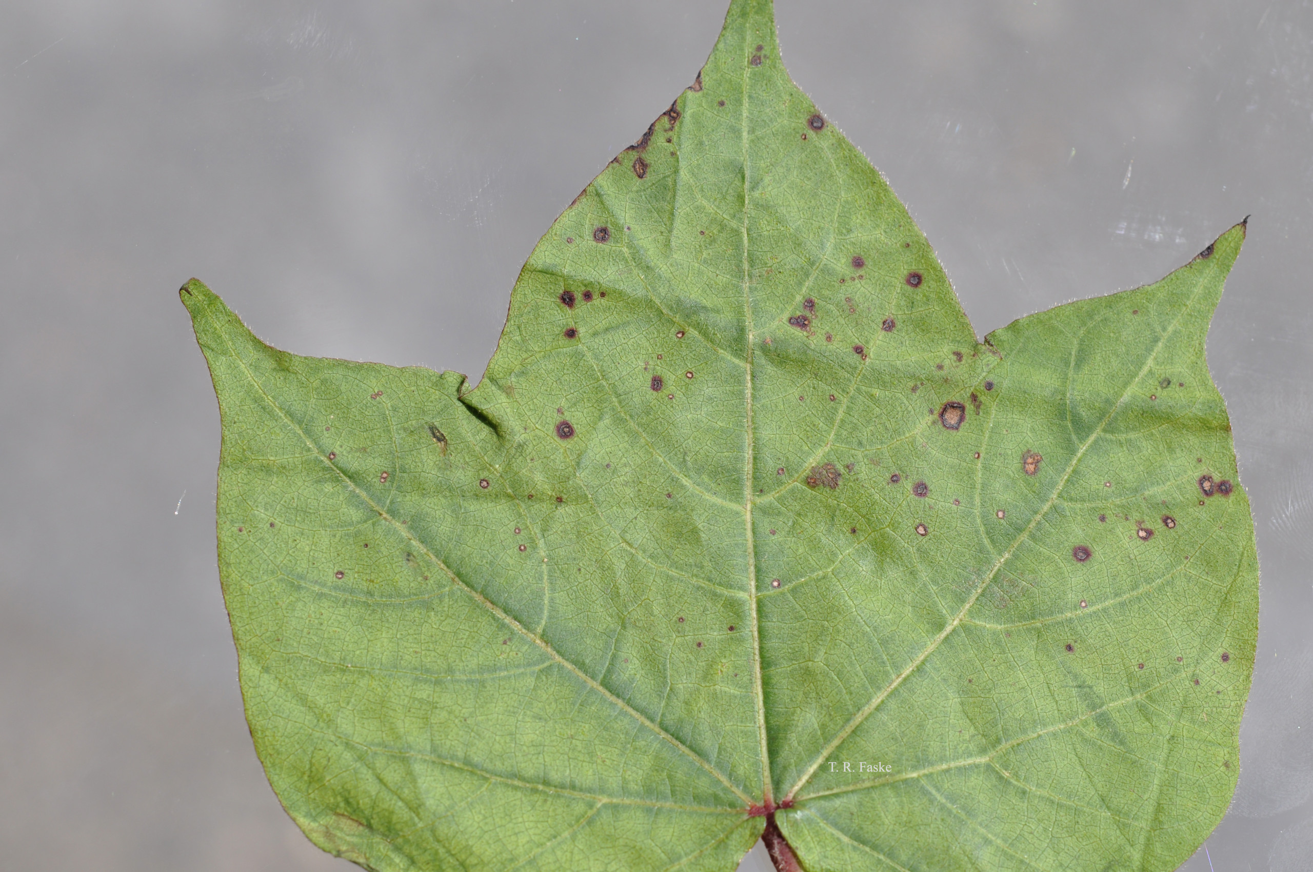 Alternaria Leaf Spot of Cotton