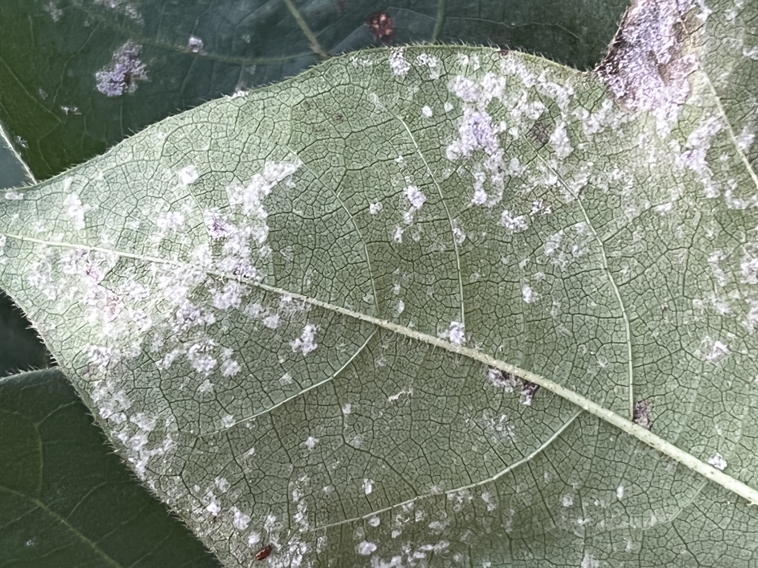 Areolate Mildew of Cotton