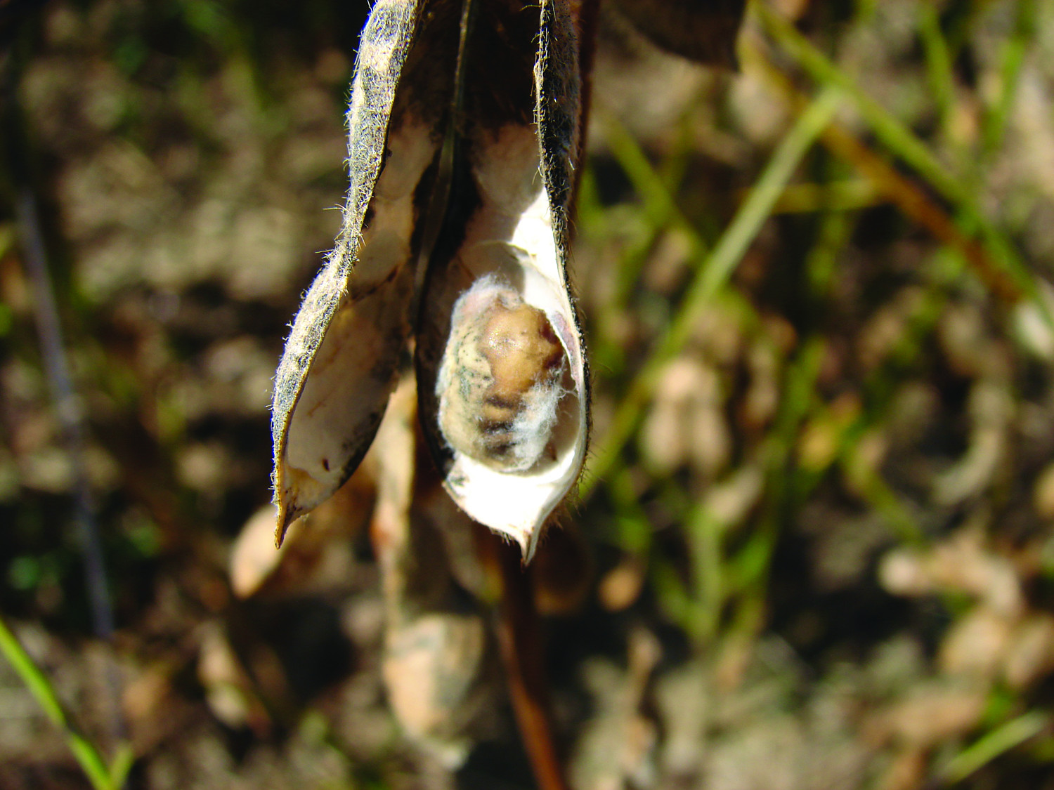 Diaporthe Seed Decay of Soybean