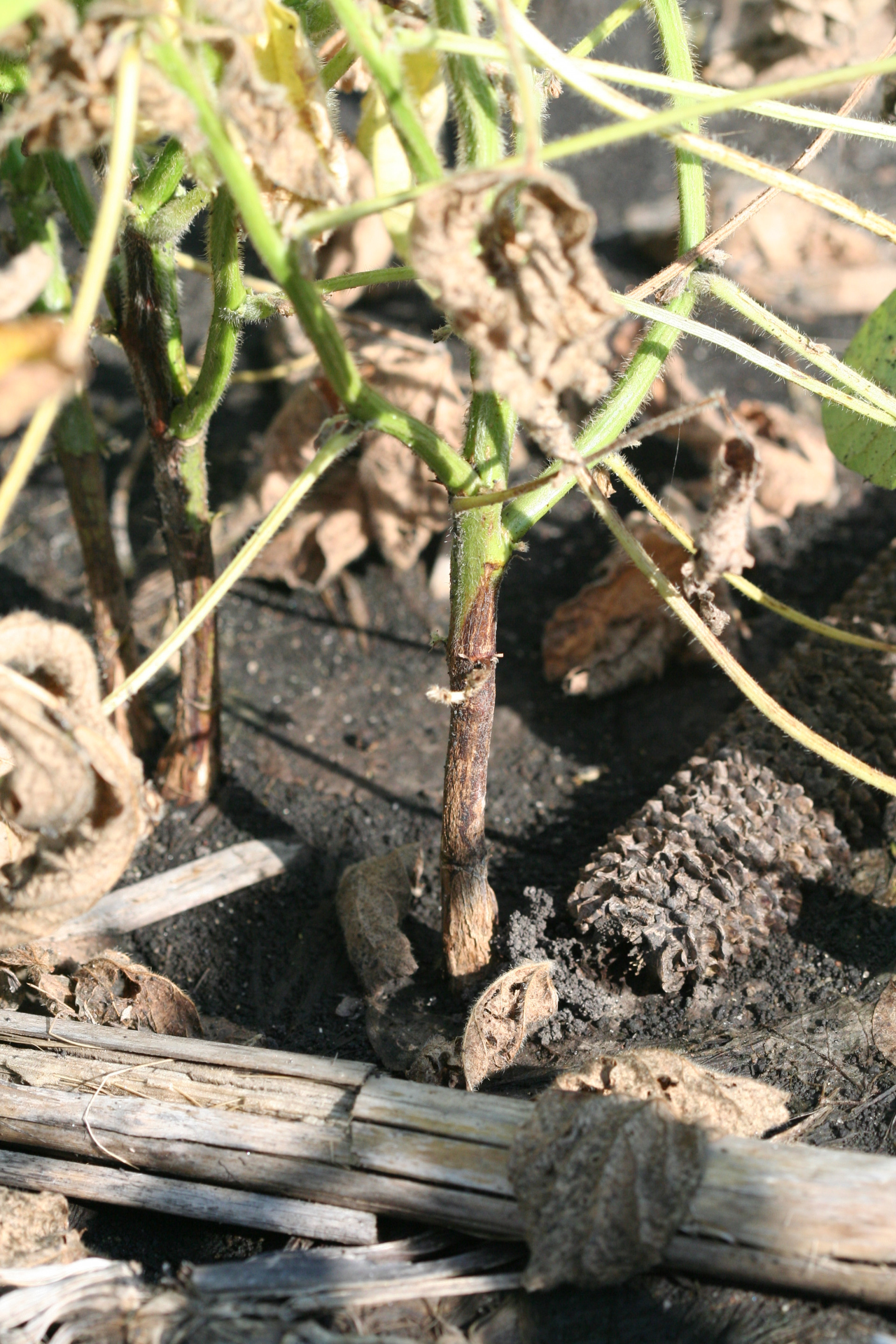 Phytophthora Root and Stem Rot of Soybean