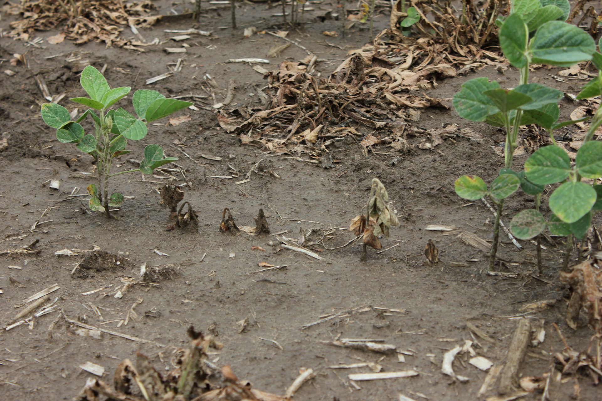 Pythium Seedling Blight and Root Rot of Soybean