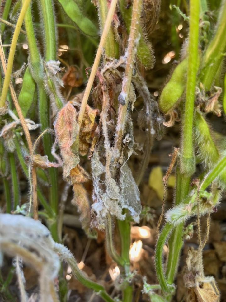 Close up photo of soybean leaves dying due to white mold.