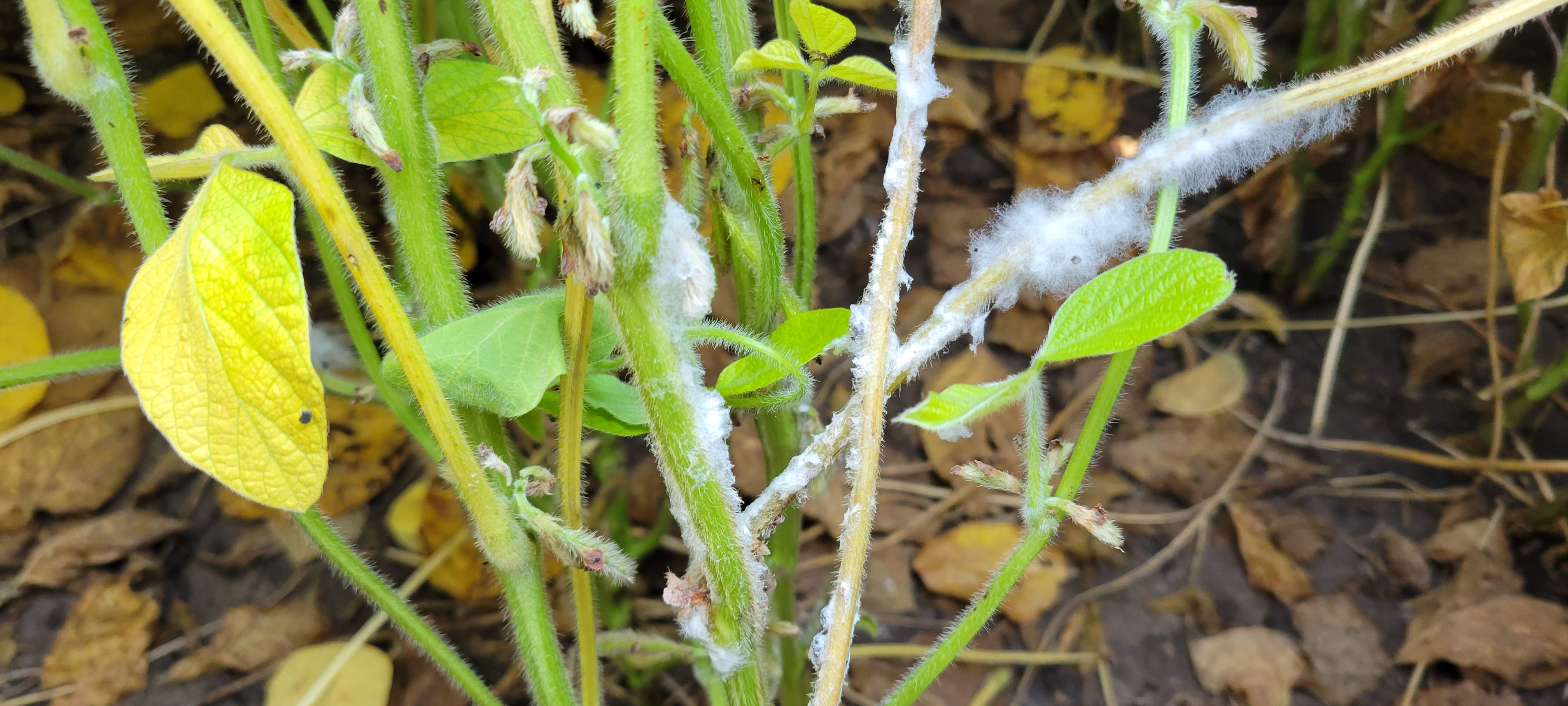 photo of the base of a soybean plant covered in white mold.