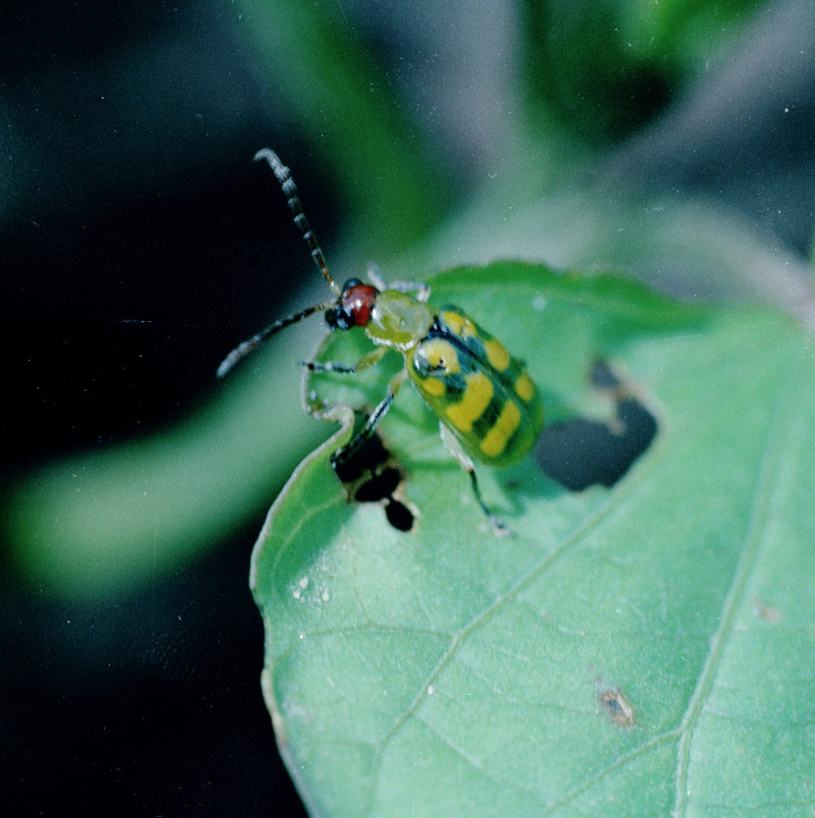 Banded Cucumber Beetle in Soybean