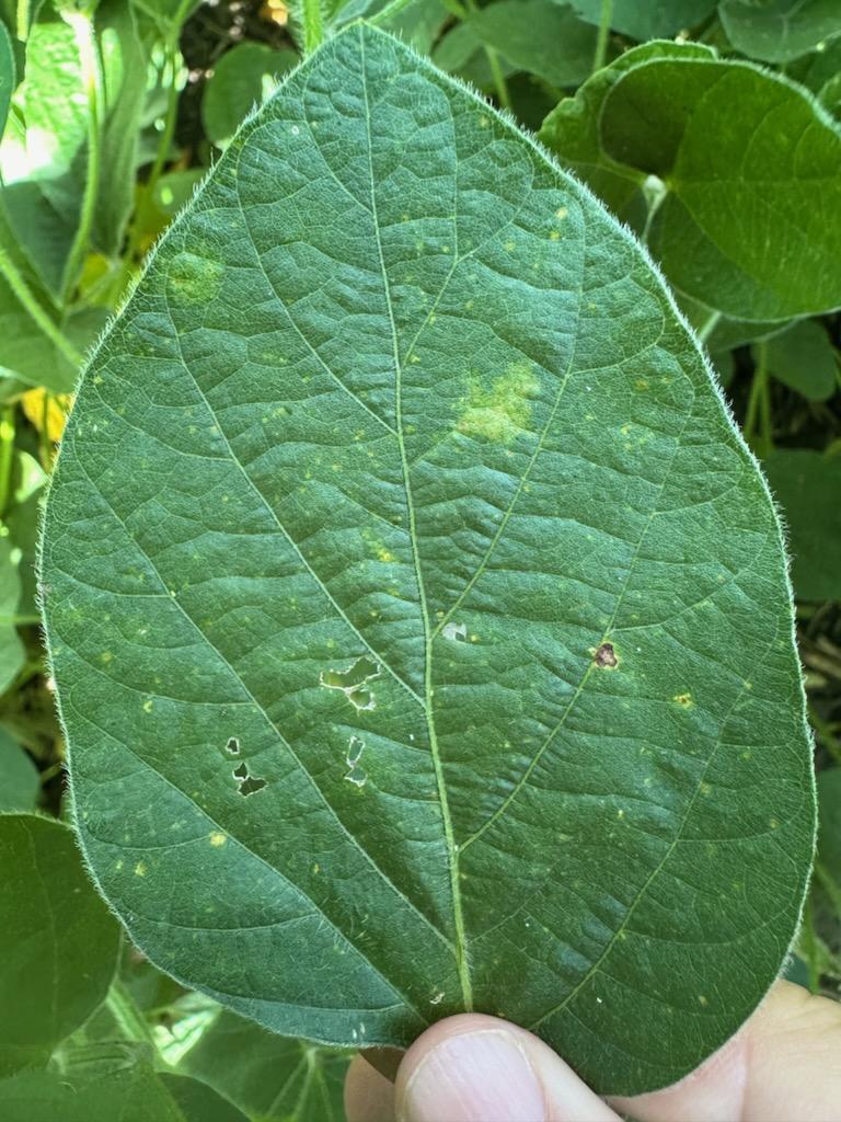 Soybean leaf displaying yellowing between leaf veins due to soybean vein necrosis virus.