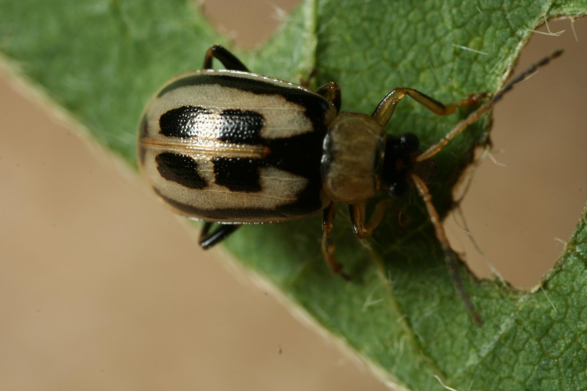 Bean Leaf Beetle in Soybean