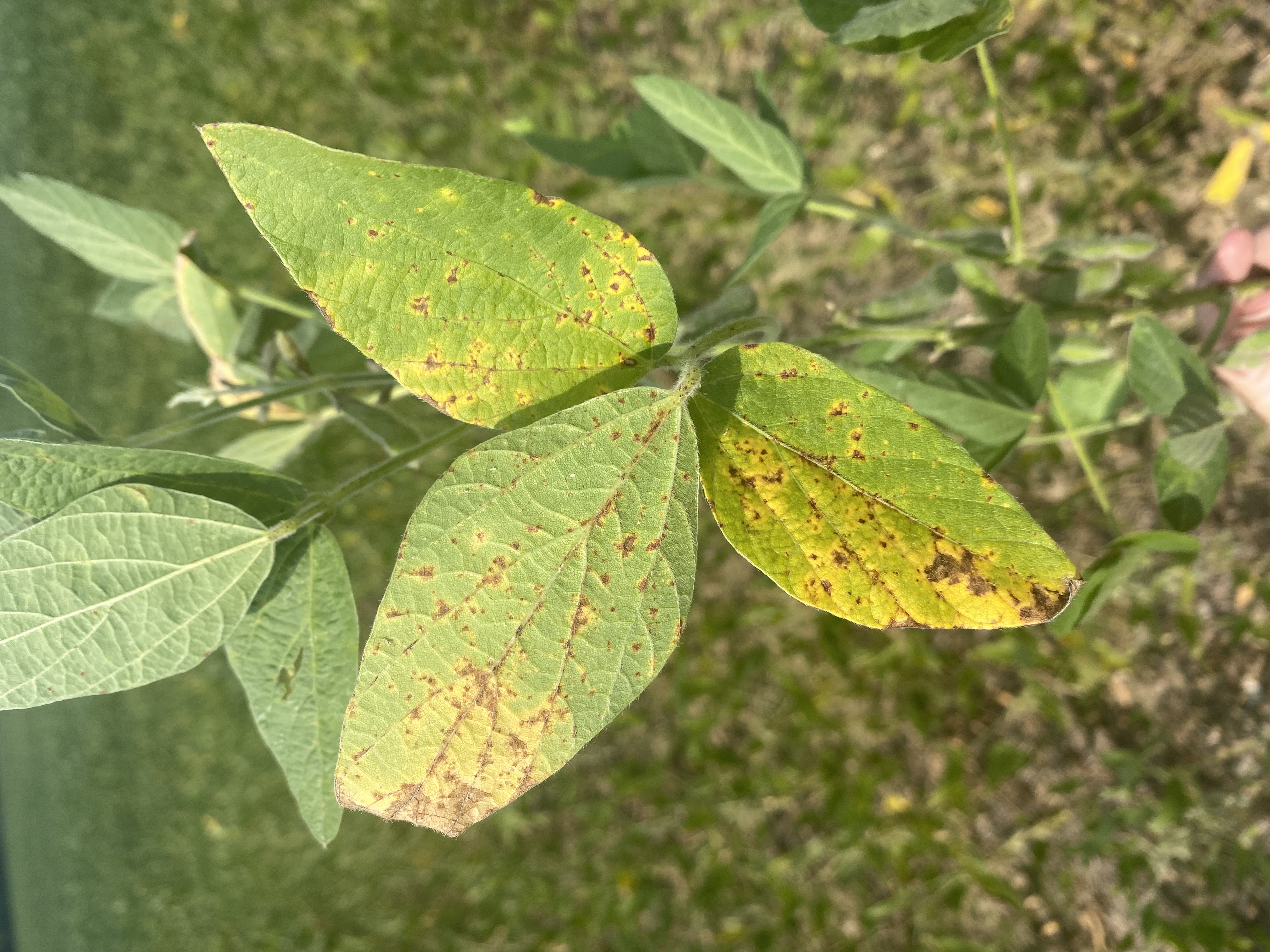 A soybean trifoliate showing brown/yellow lesions due to soybean vein necrosis virus.