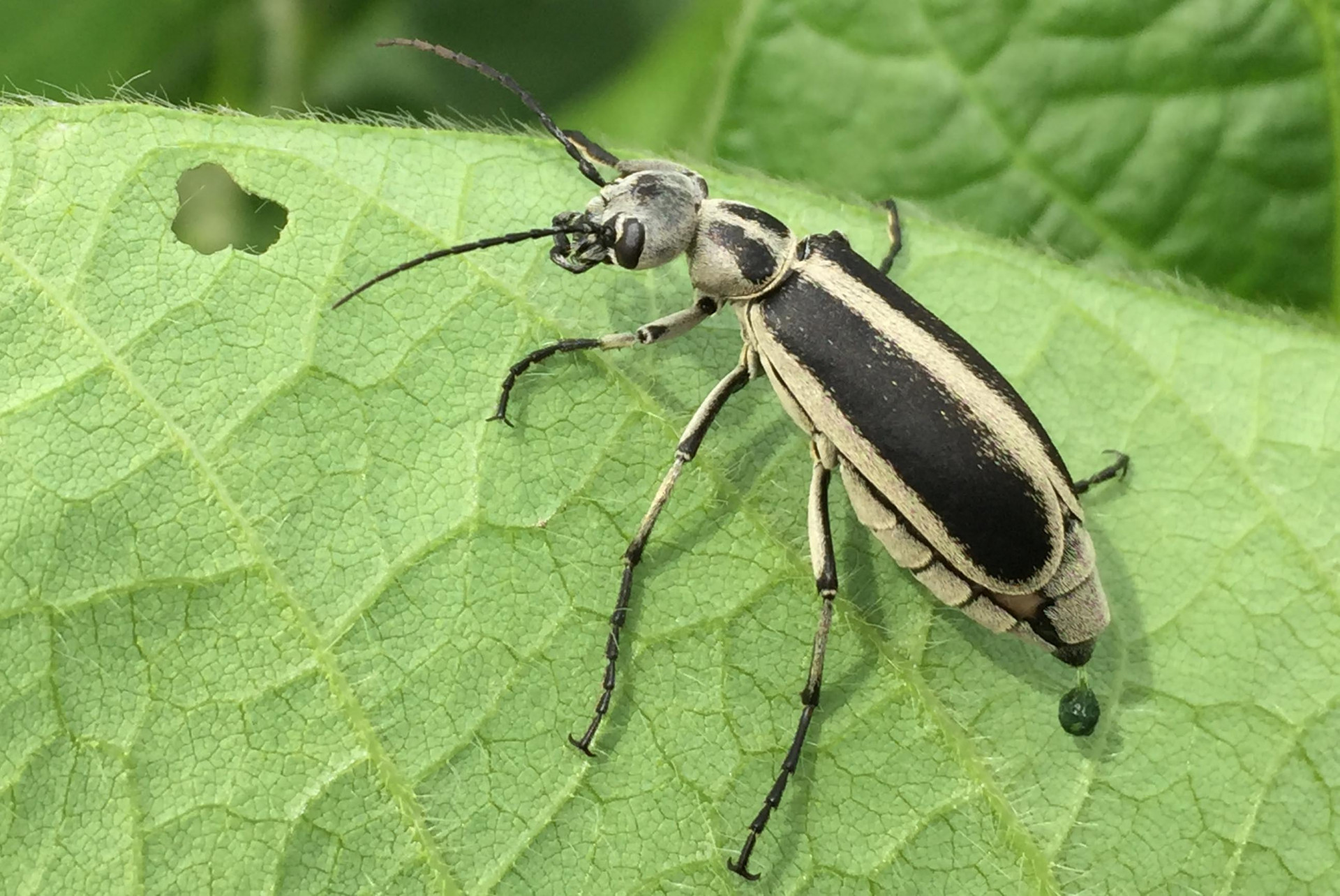 Blister Beetles in Alfalfa