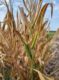Corn Stunt Pathogens