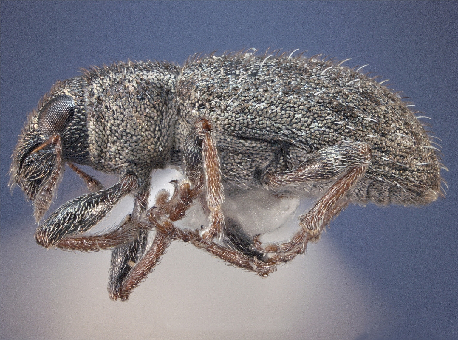 Clover Root Curculio in Soybean