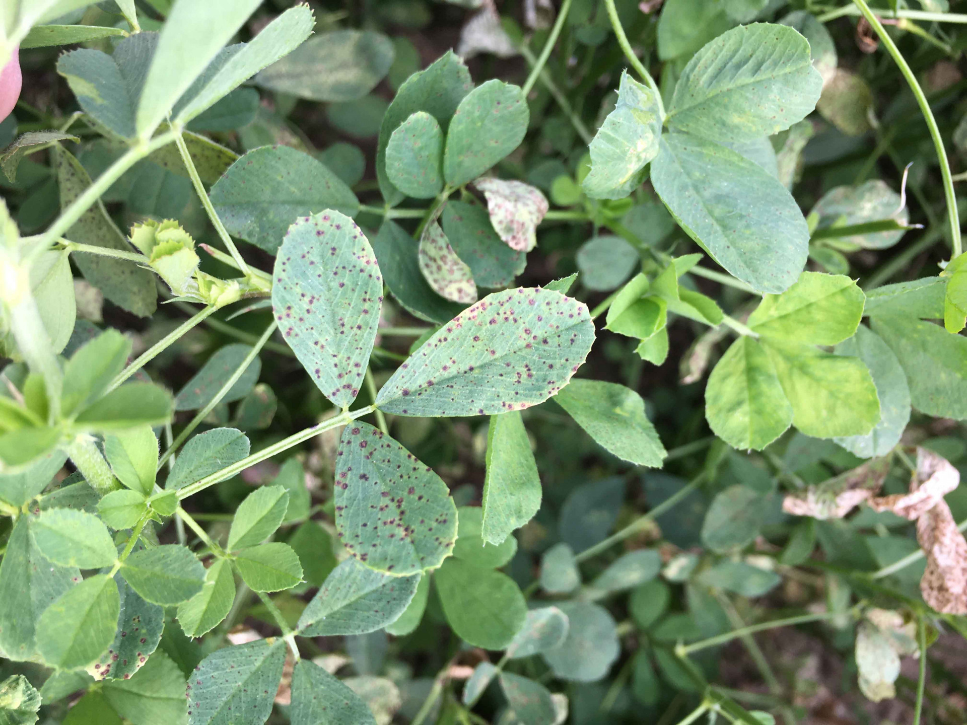 Common Leaf Spot of Alfalfa