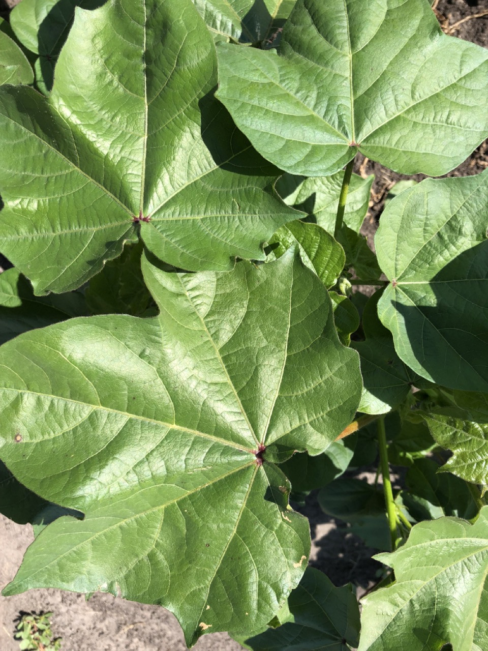 Pythium Seedling Disease of Cotton