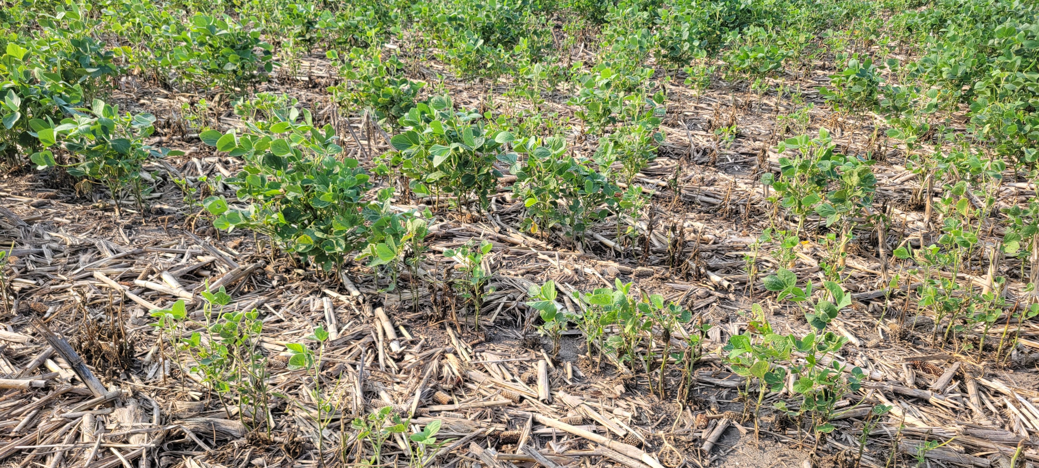 Photo of a field of soybean plants exhibiting symptoms of phytophthora.