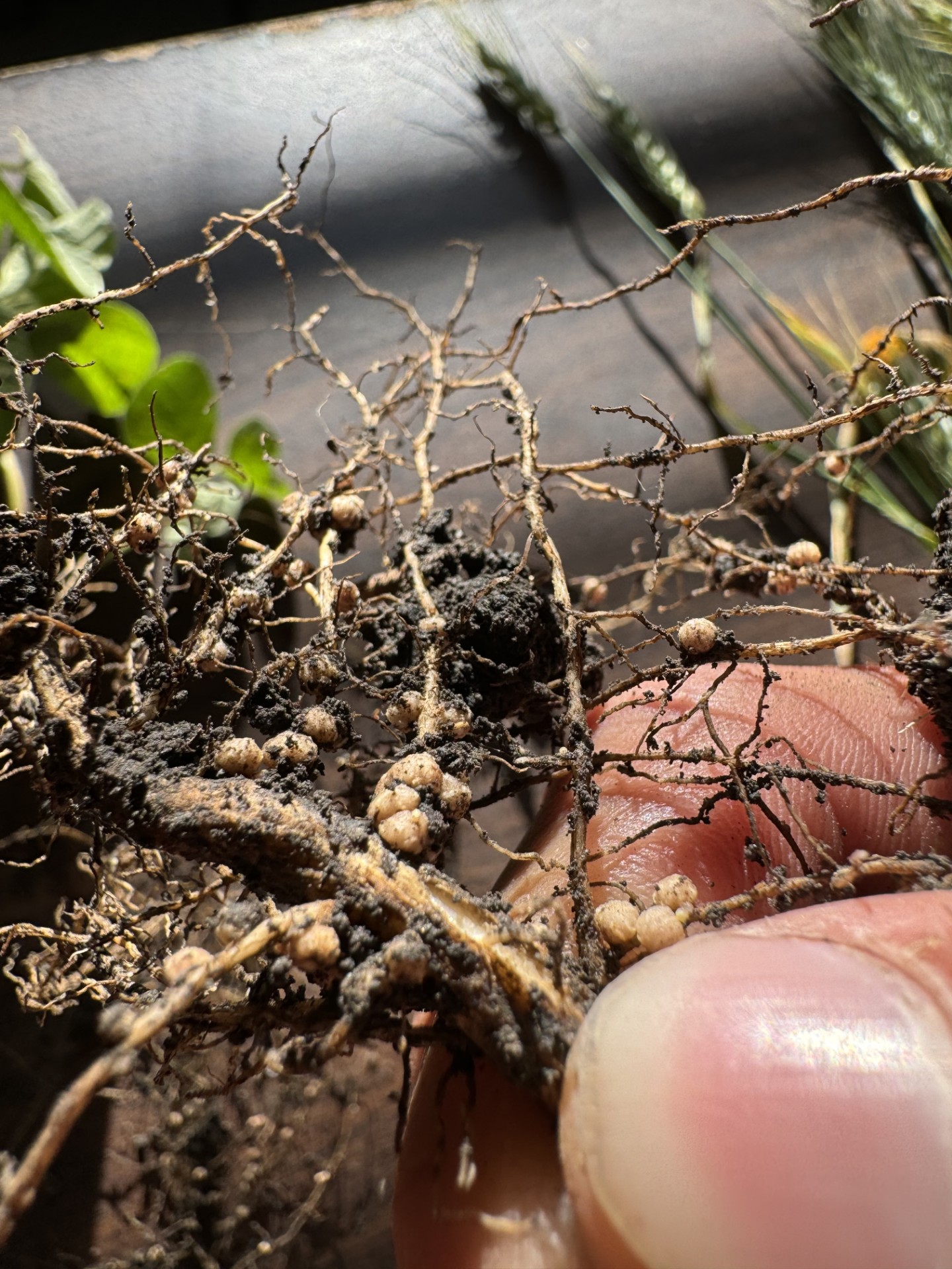 Close up photo of soybean roots displaying soybean cyst nematodes.