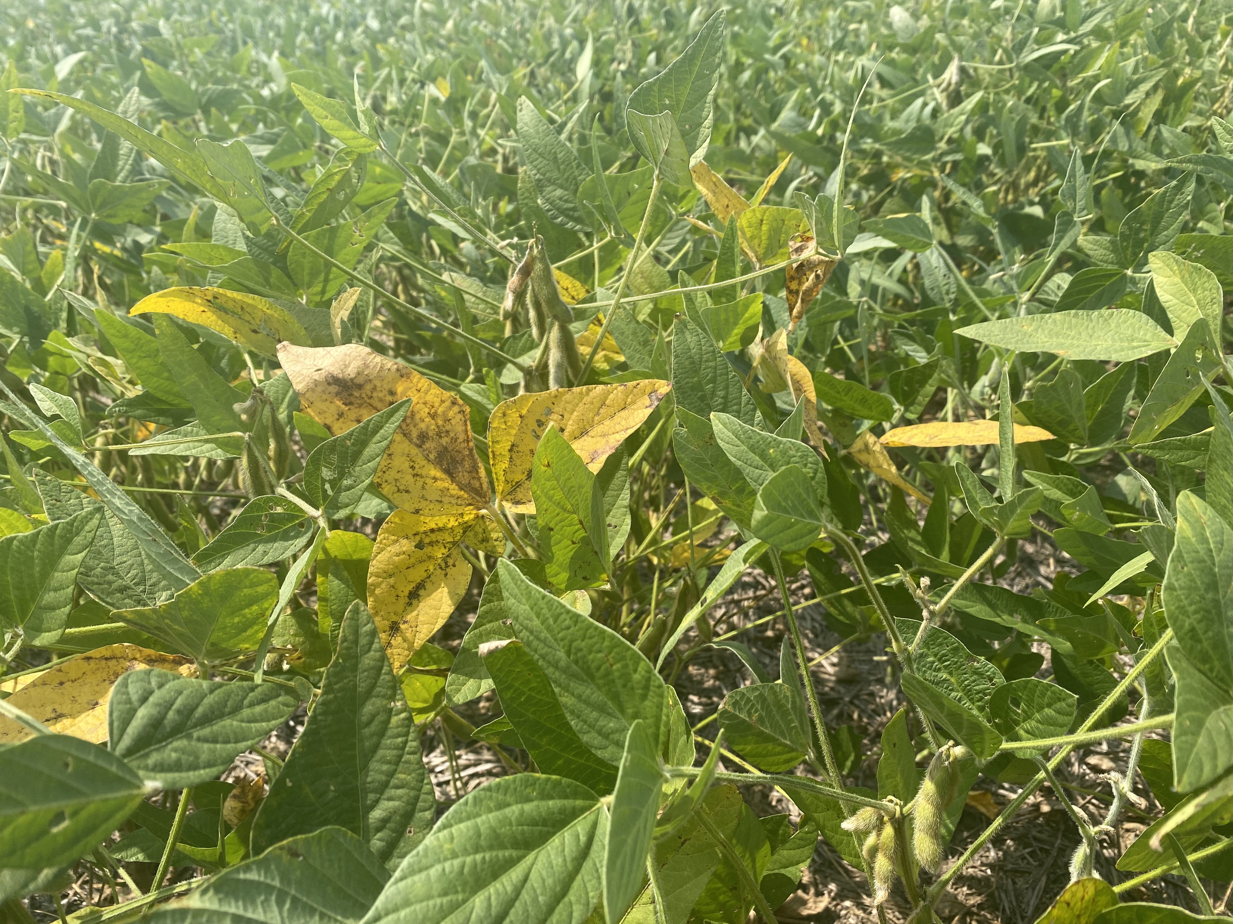 Soybean plants displaying chlorosis due to soybean vein necrosis virus.