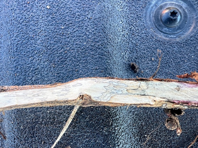 Up close photo of a soybean stem split in half, showing lesions from stem canker.