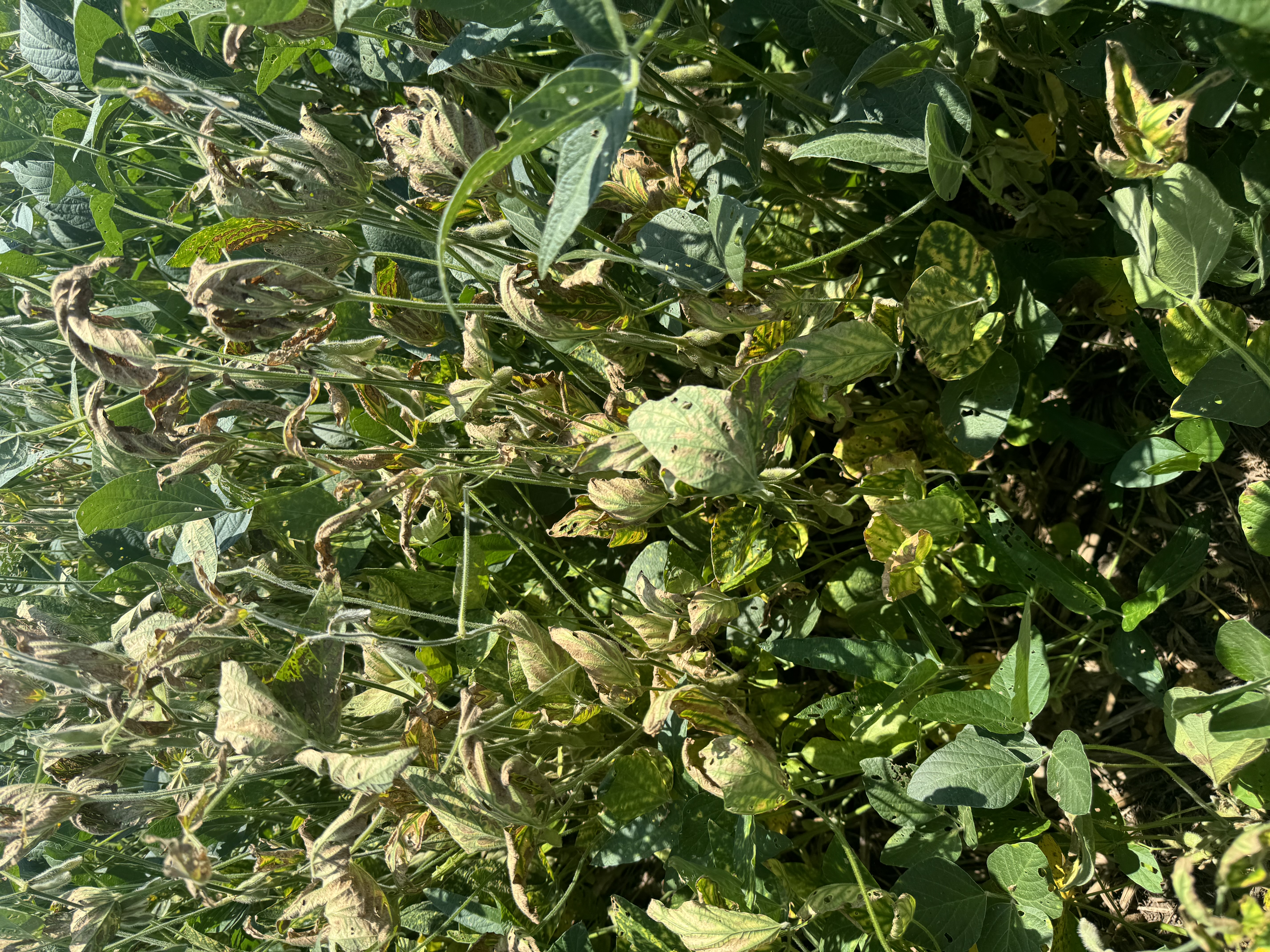 Photo of soybeans with chlorotic and necrotic scorch due to sudden death syndrome.