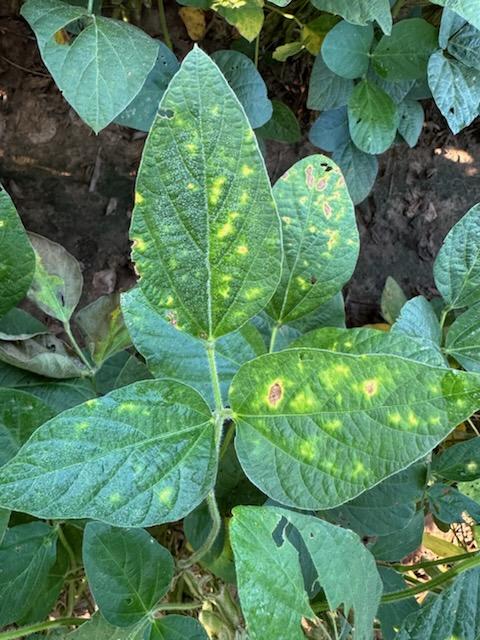 Photo of a soybean trifoliate with irregular yellow patches due to root knot nematode.