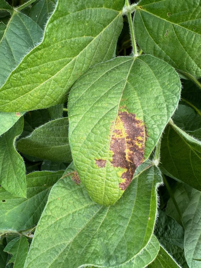 Photo of a soybean trifoliate with brown lesions due to soybean vein necrosis virus.