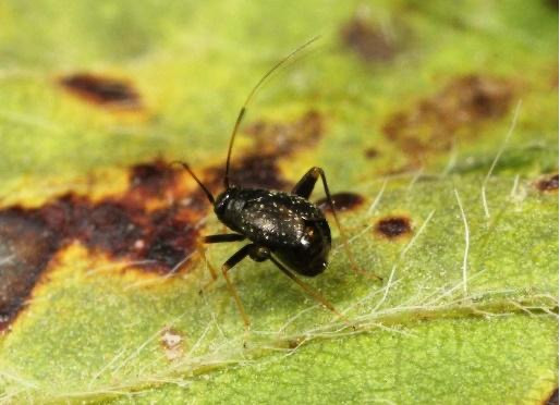 Garden Fleahopper in Soybean