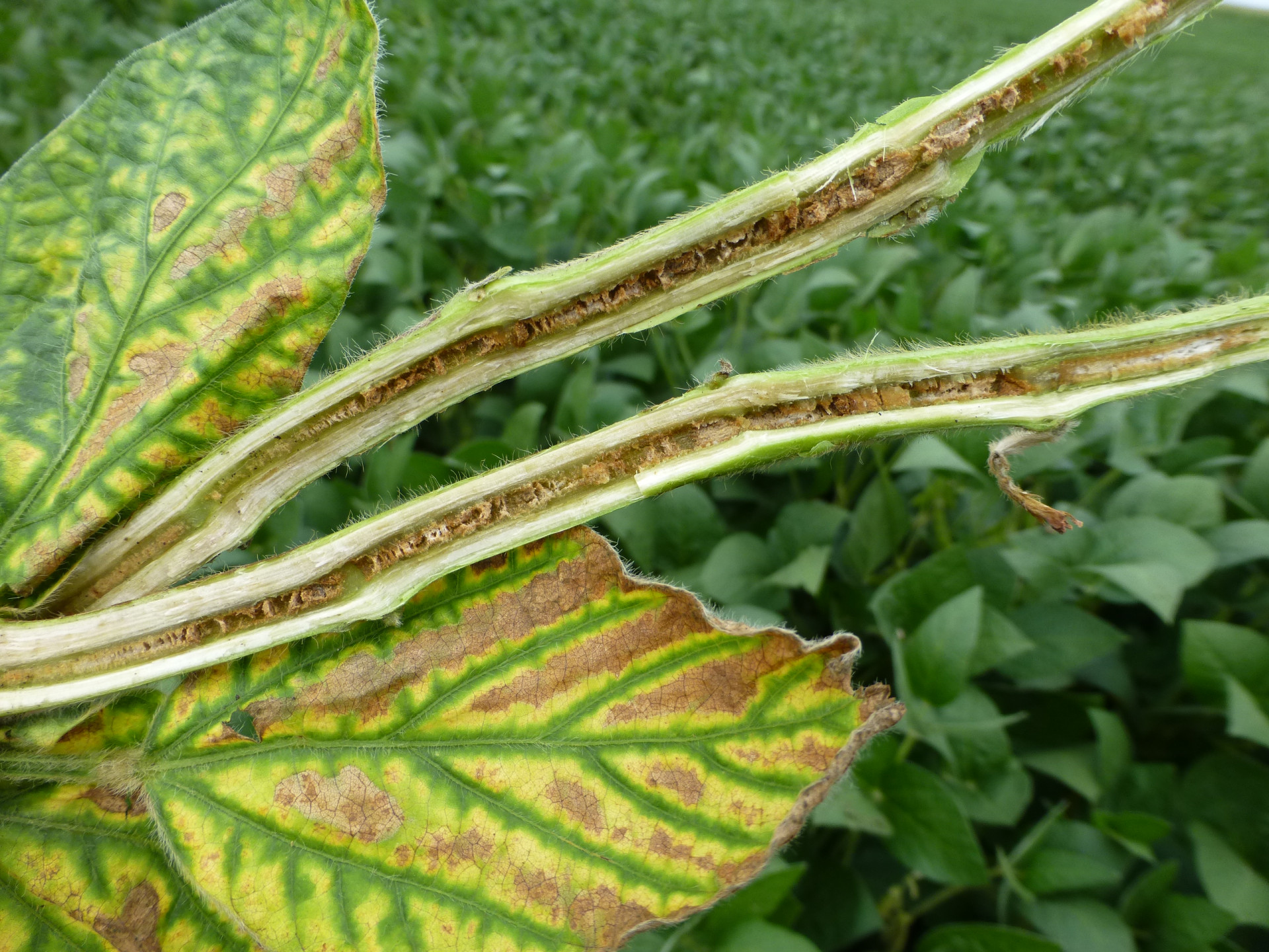 Brown Stem Rot of Soybean