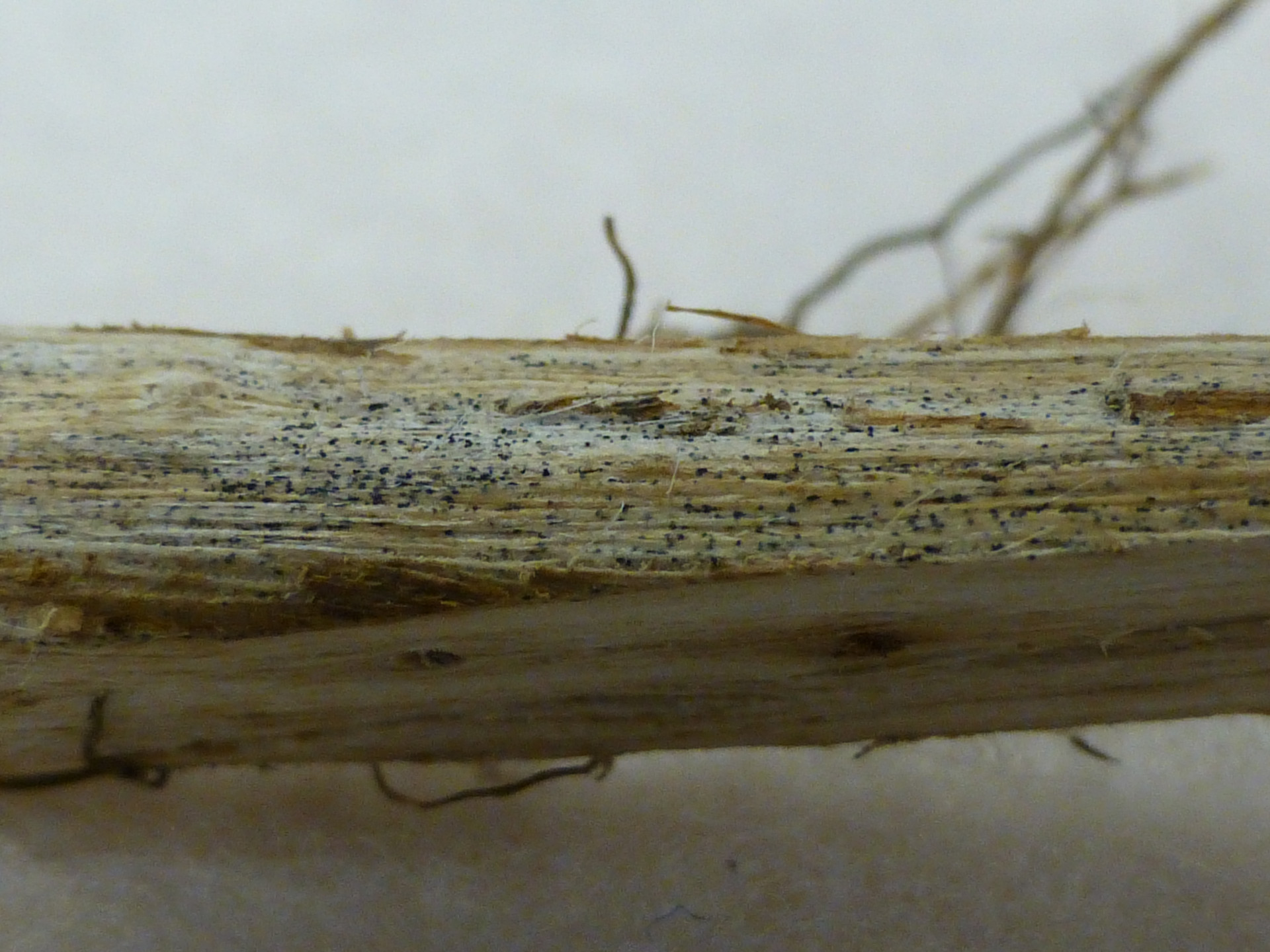 Charcoal Rot of Soybean