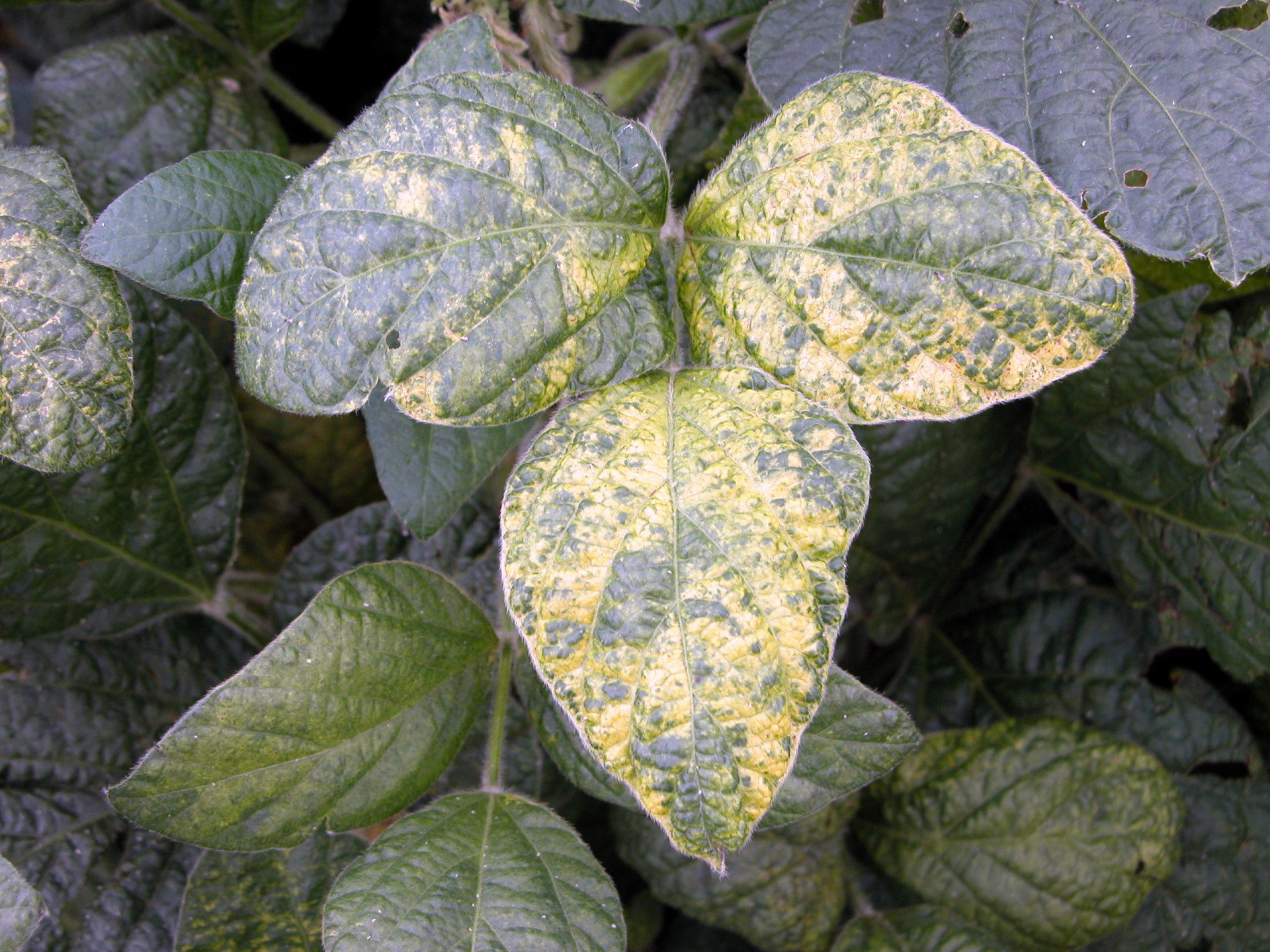 Alfalfa Mosaic of Soybean