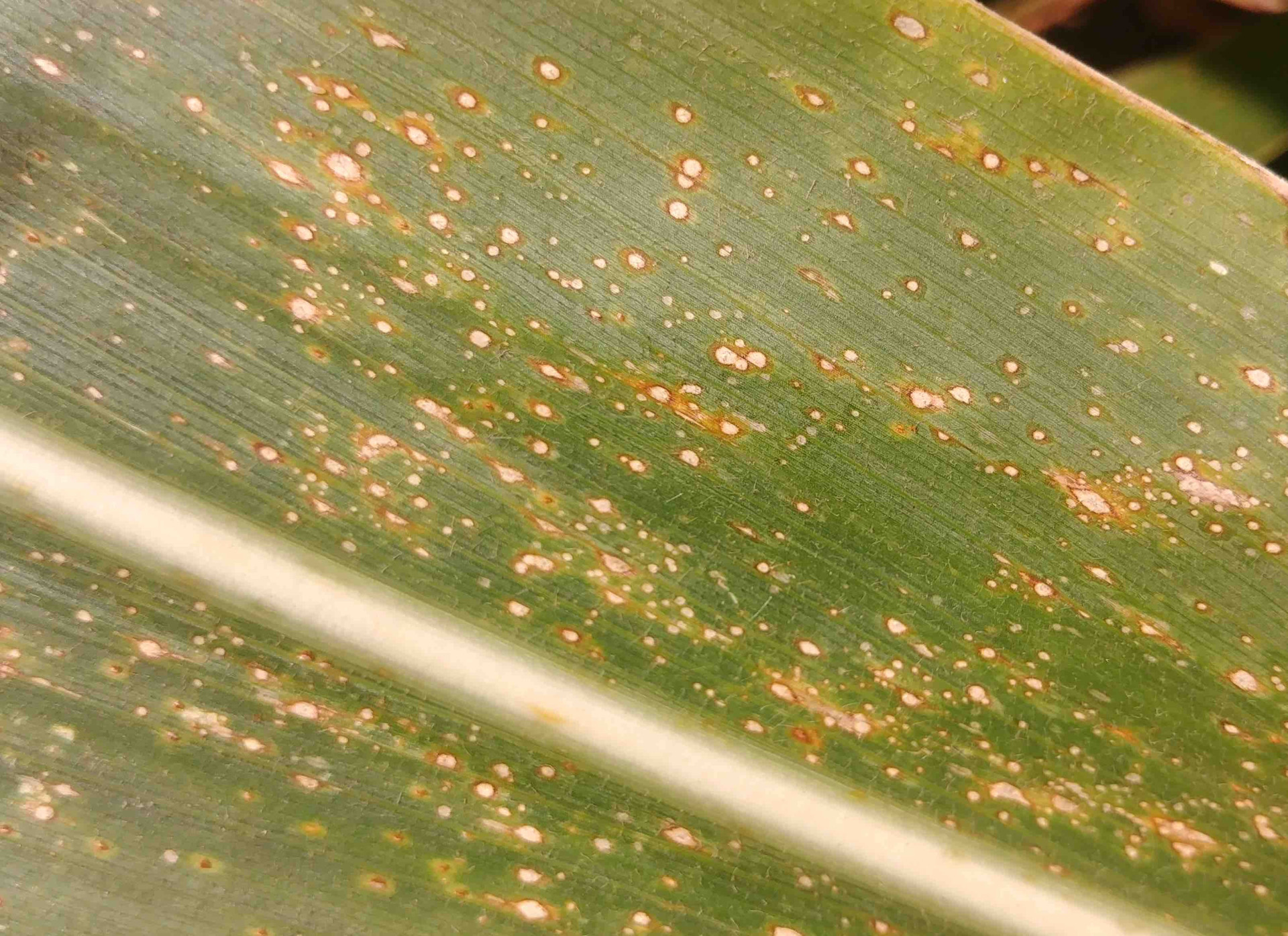 Curvularia Leaf Spot of Corn