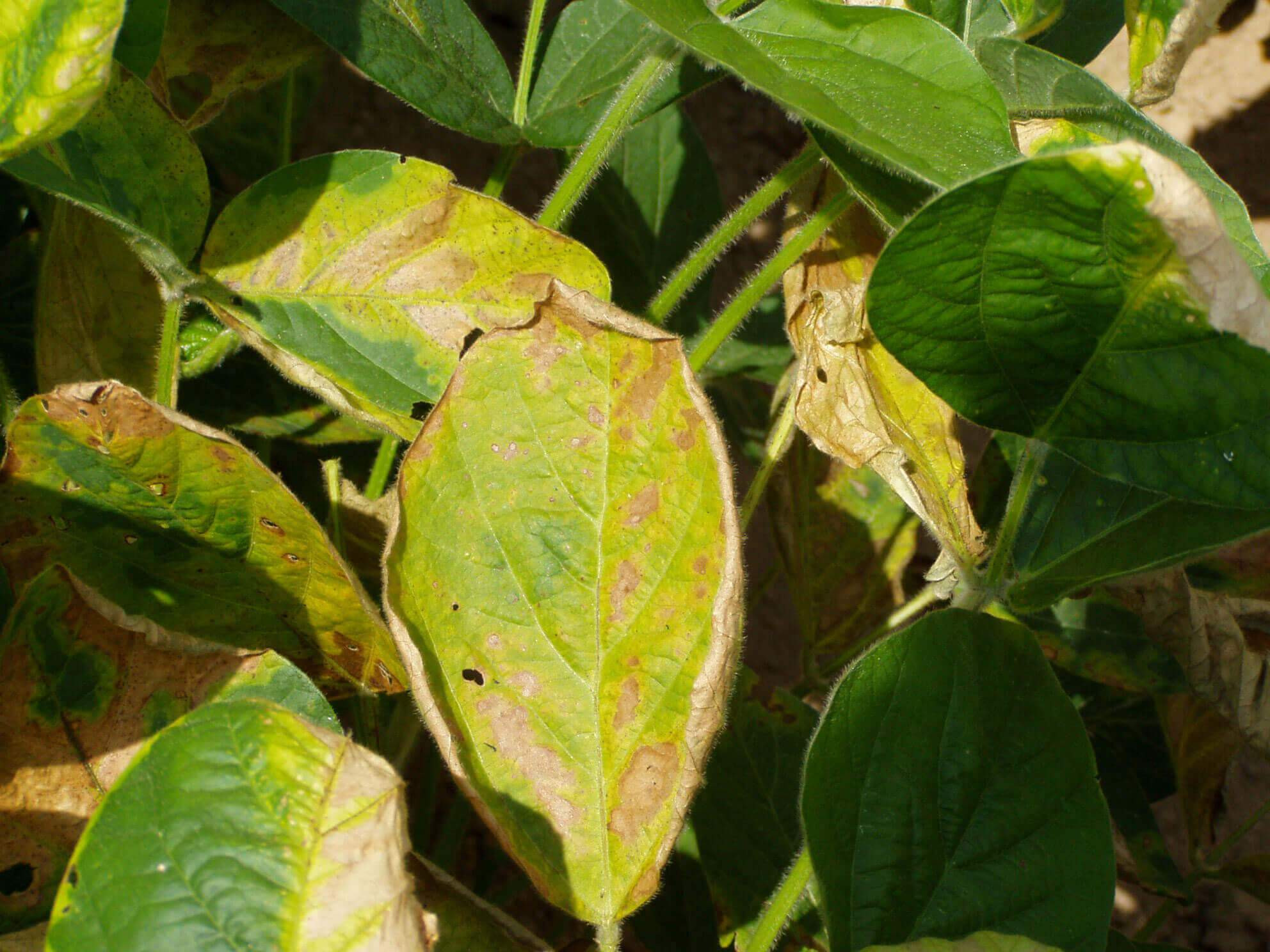Glutamine Synthetase Inhibitor (HG 10) Herbicide Injury in Soybean