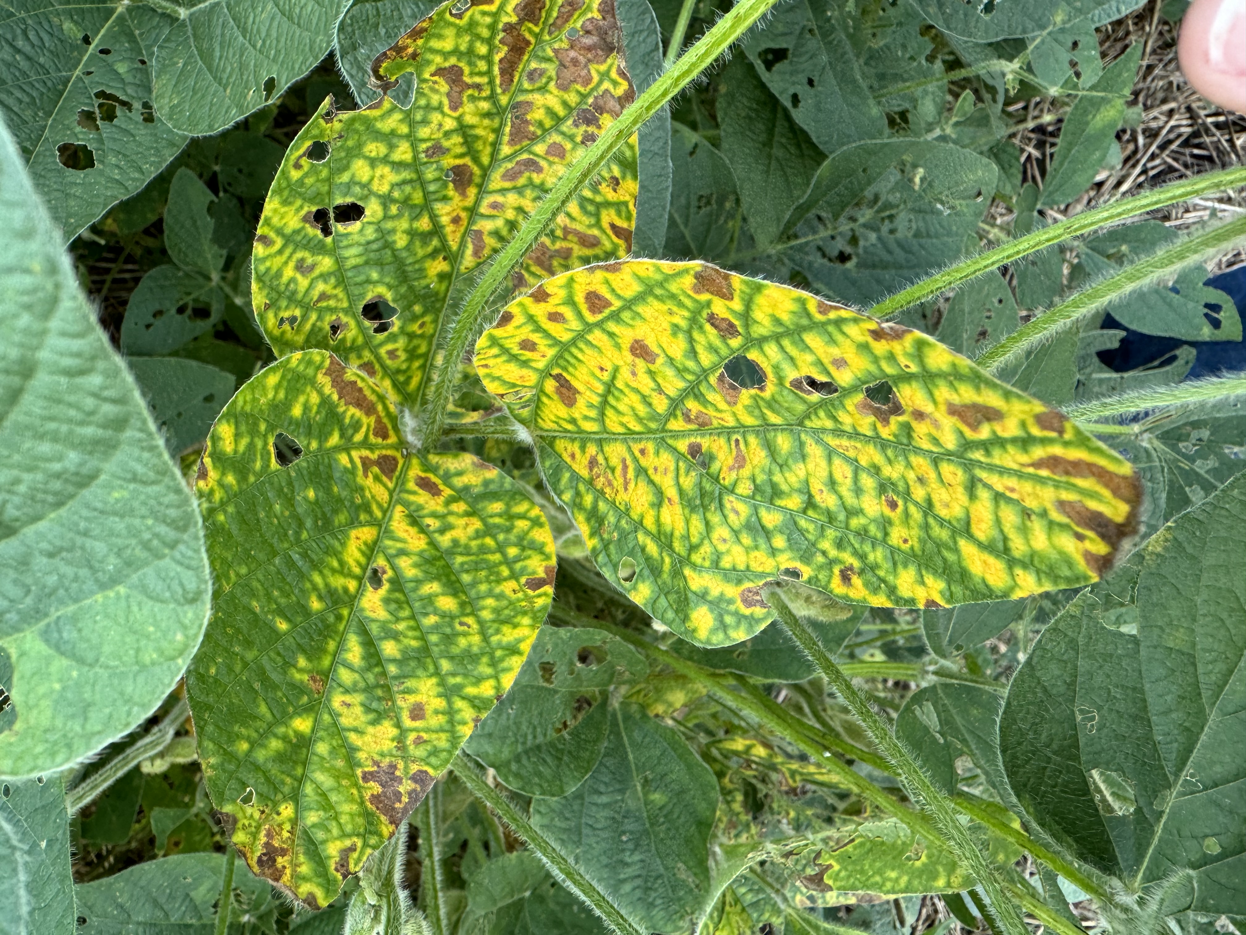 A soybean trifoliate that is very chlorotic with necrotic spots due to sudden death syndrome.