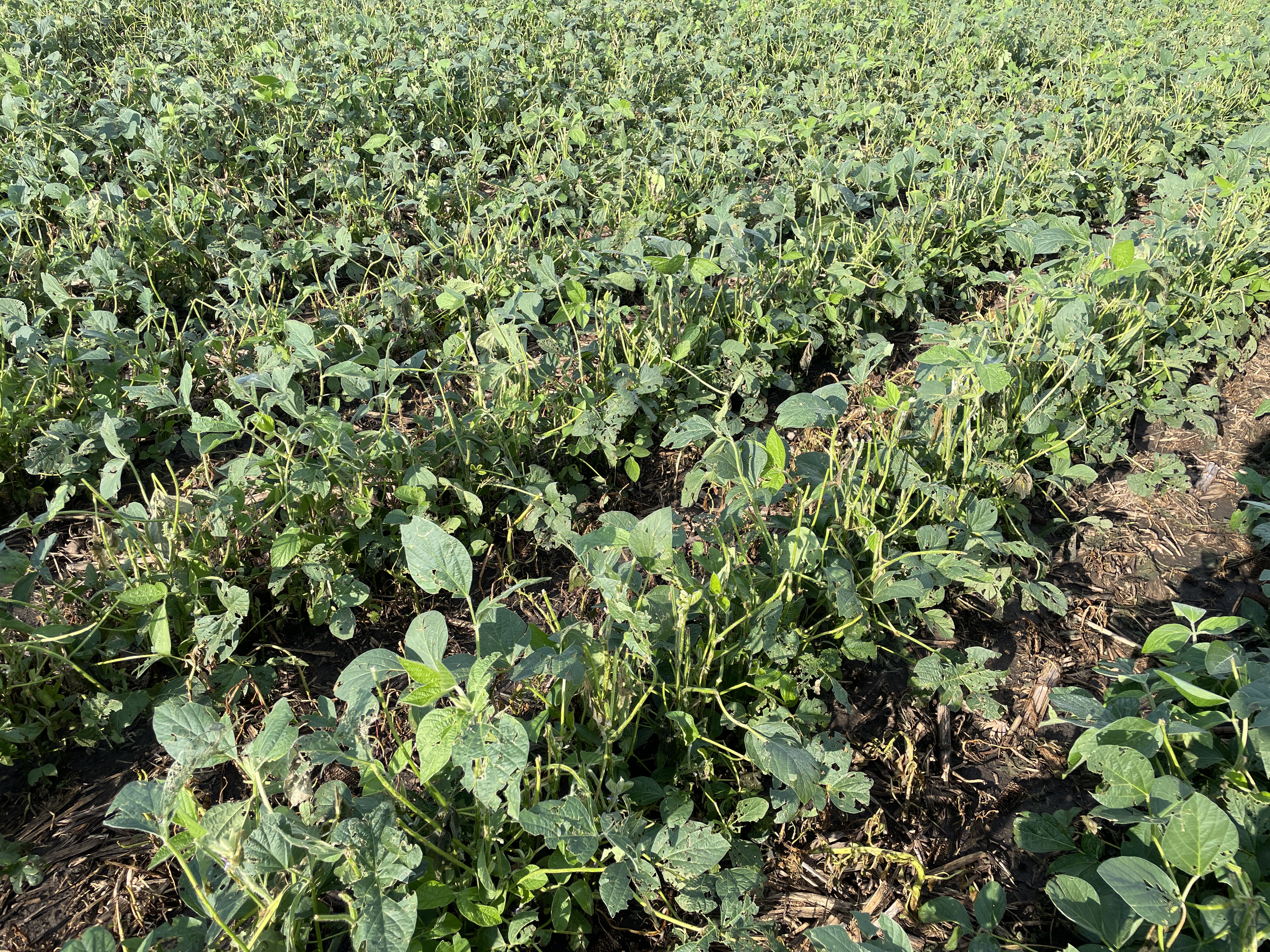 Photo showing a field of hail damaged soybeans. Many stems are snapped and most leaves have tears.