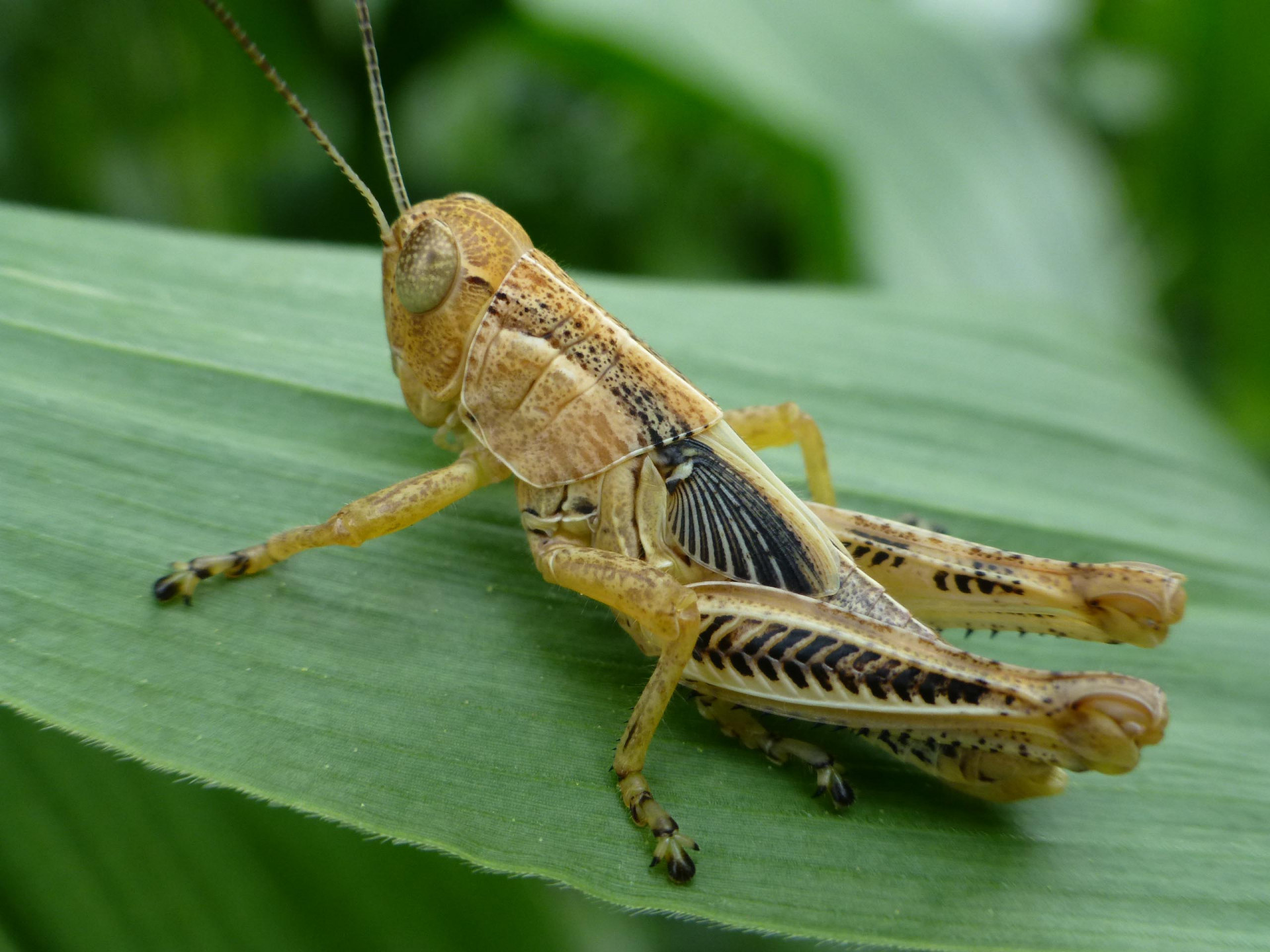 Grasshoppers in Alfalfa