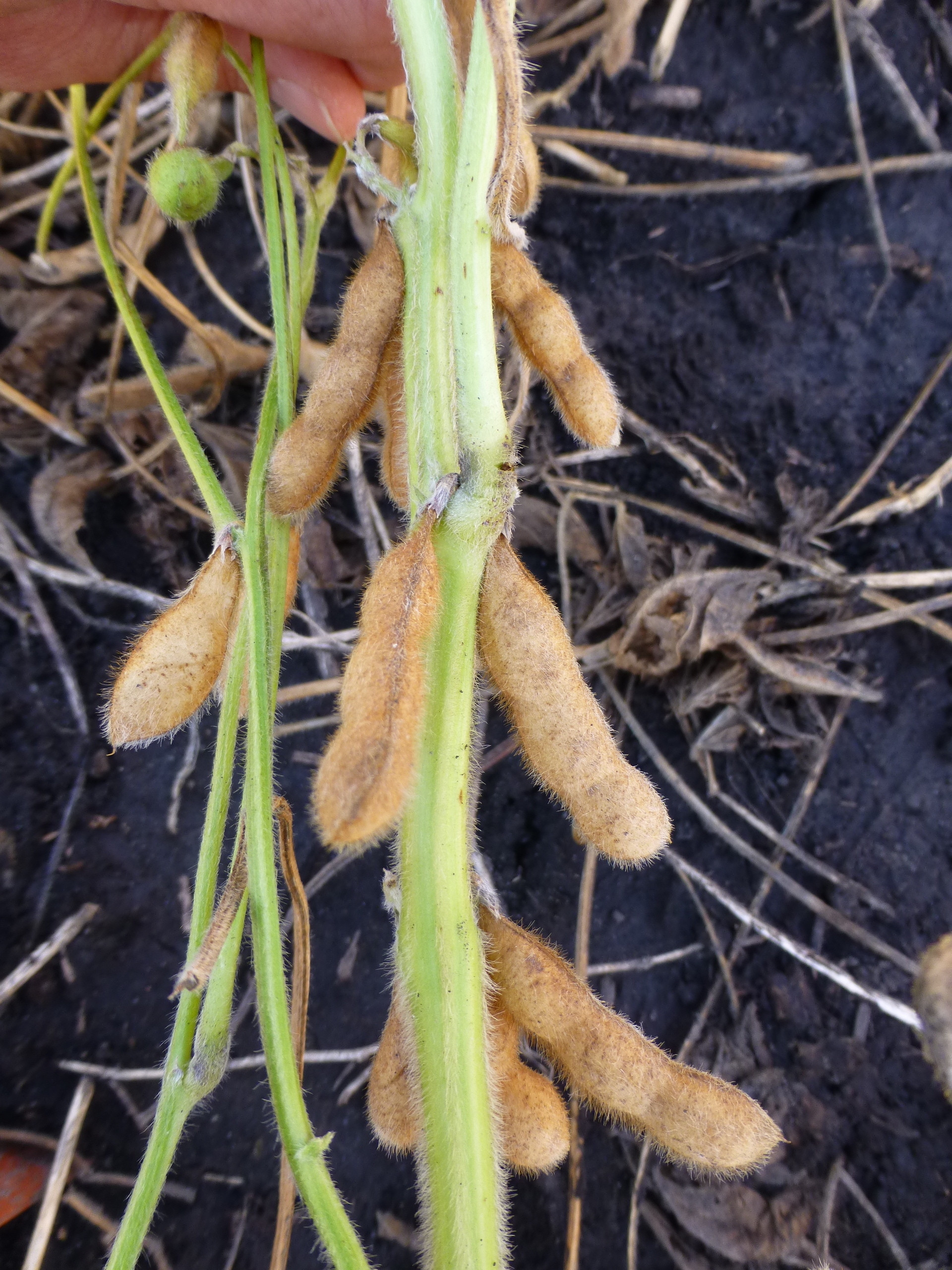 Delayed Senescence in Soybean