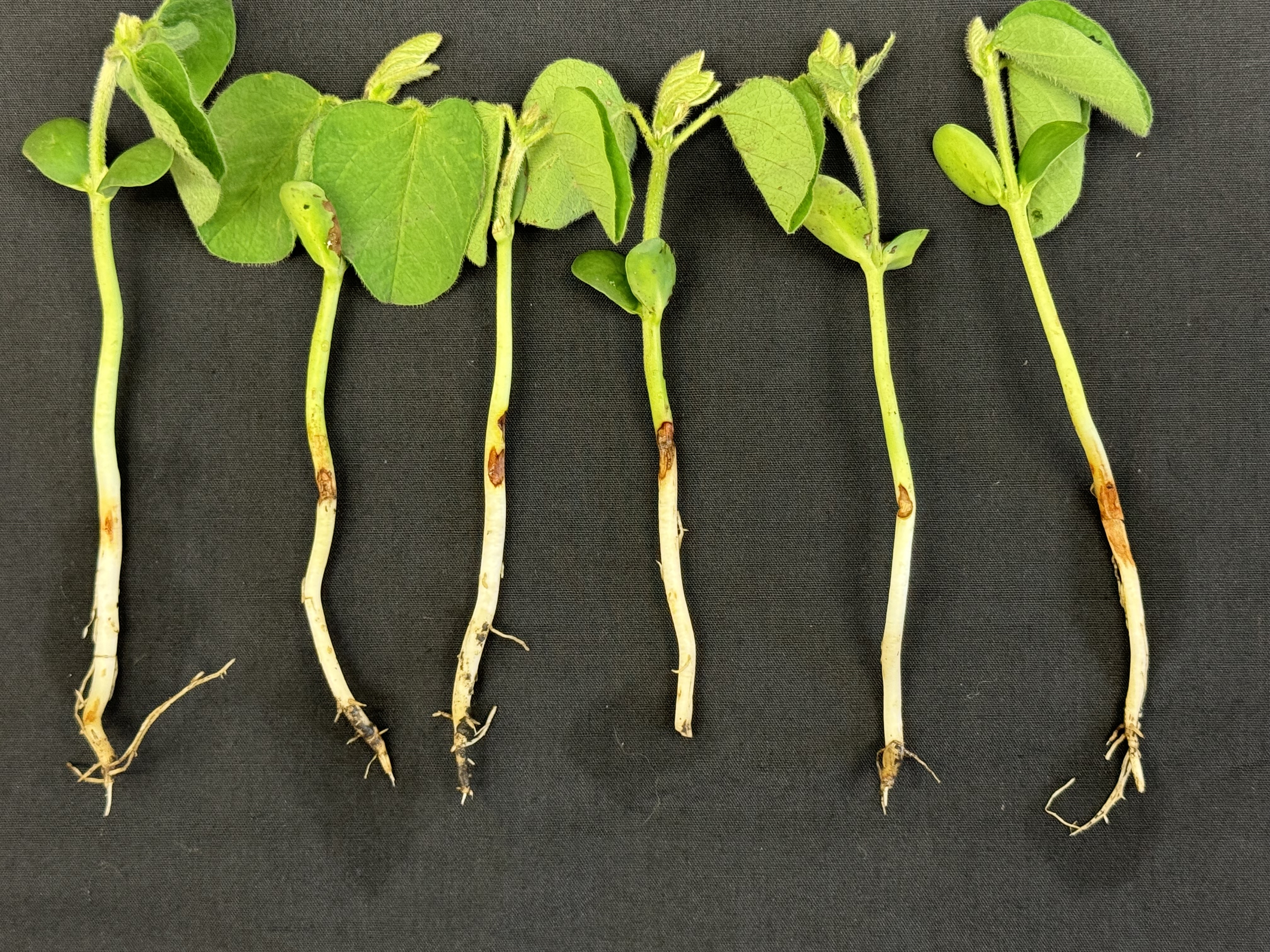 Photo of 6 soybean seedlings that have been pulled from the ground on a black background. Roots are small or damaged and brown lesions are found along the hypocotyls.