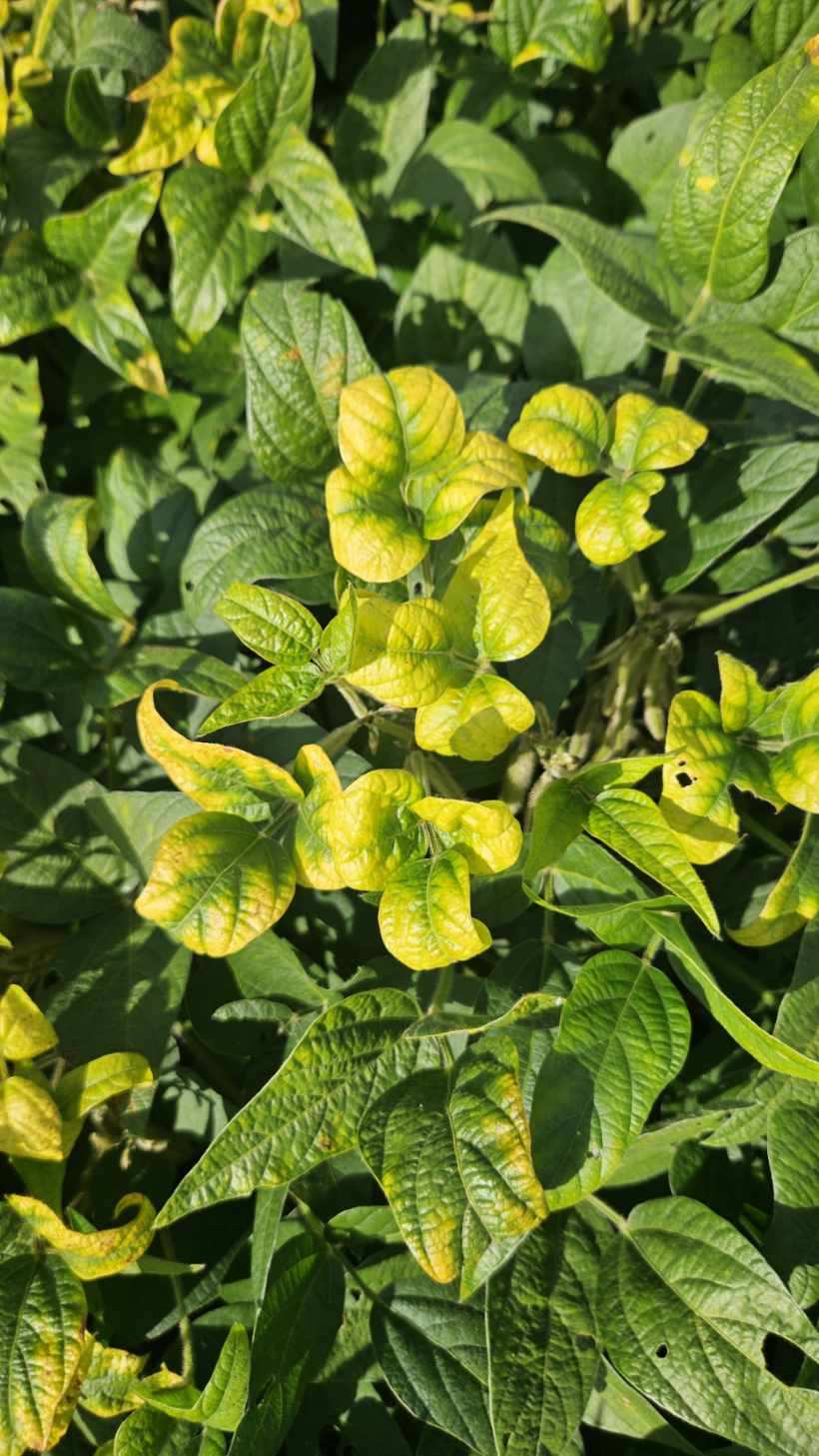 Photo of soybean leaves showing chlorosis in the upper leaves due to potassium deficiency.