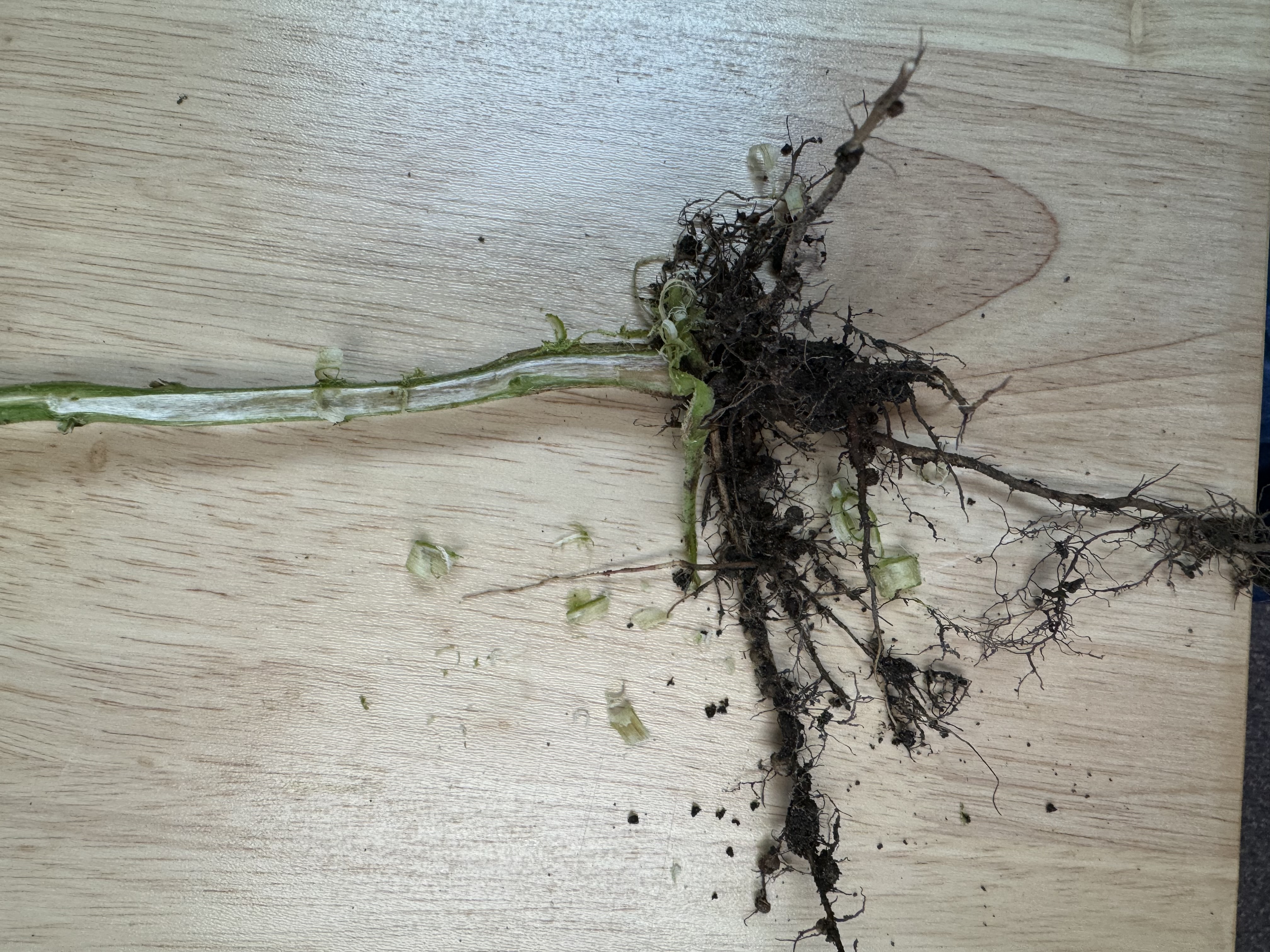 Soybean root/stem showing symptoms of sudden death syndrome.