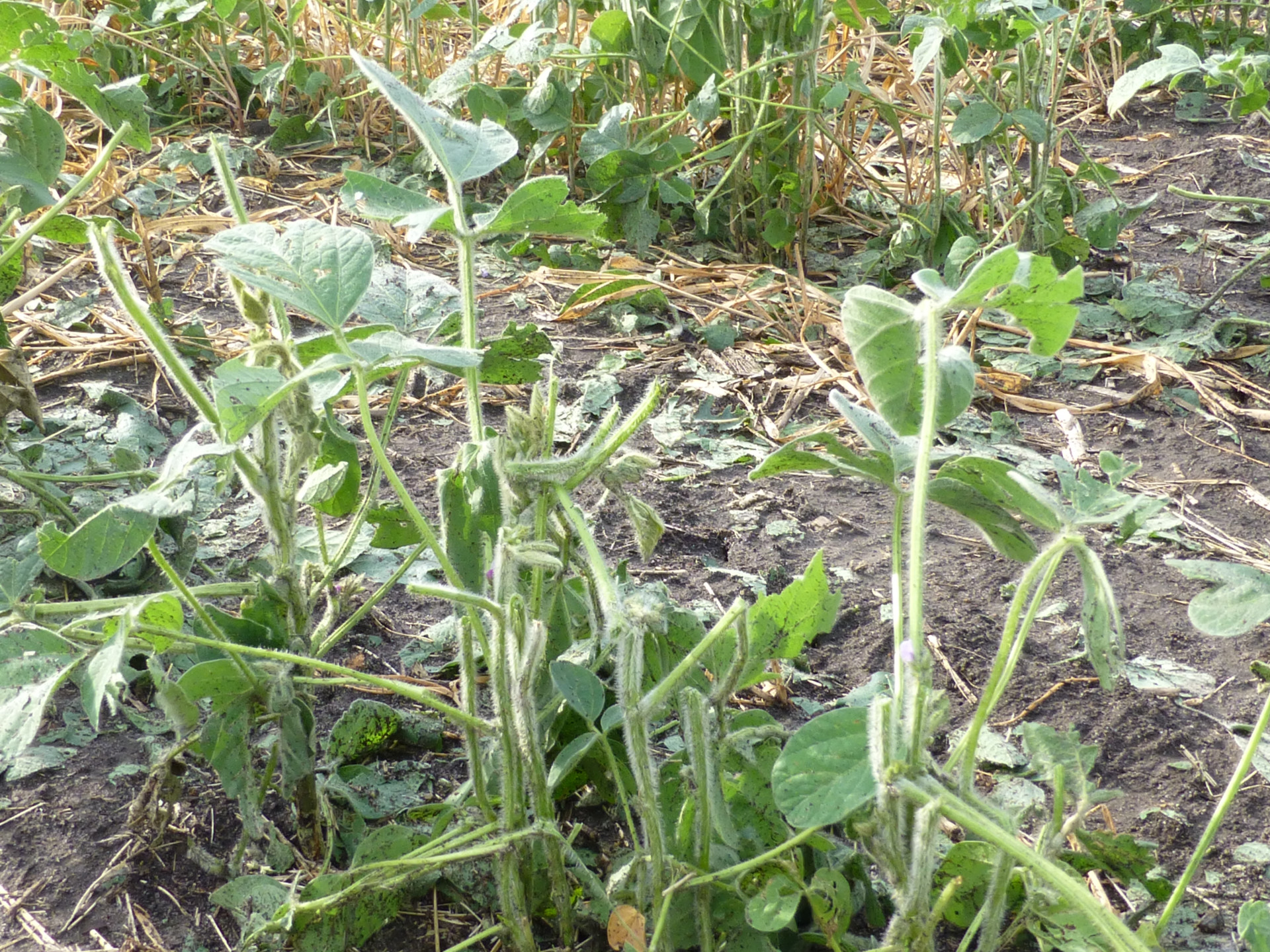 Hail Injury in Soybean