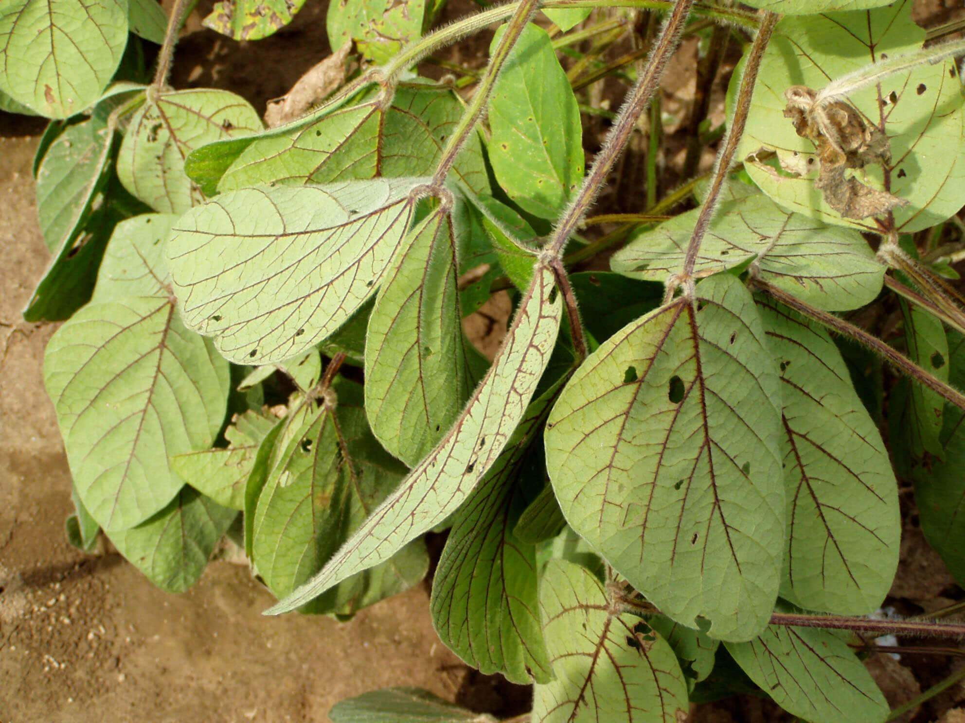 ALS (HG 2) Inhibitor Herbicide Injury in Soybean