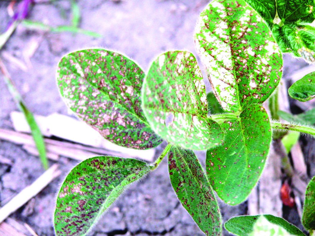 PPO Inhibitor (HG 14) Herbicide Injury in Soybean