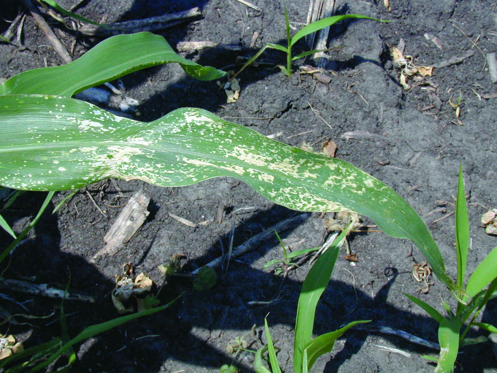PPO Inhibitor (HG 14) Herbicide Injury in Corn
