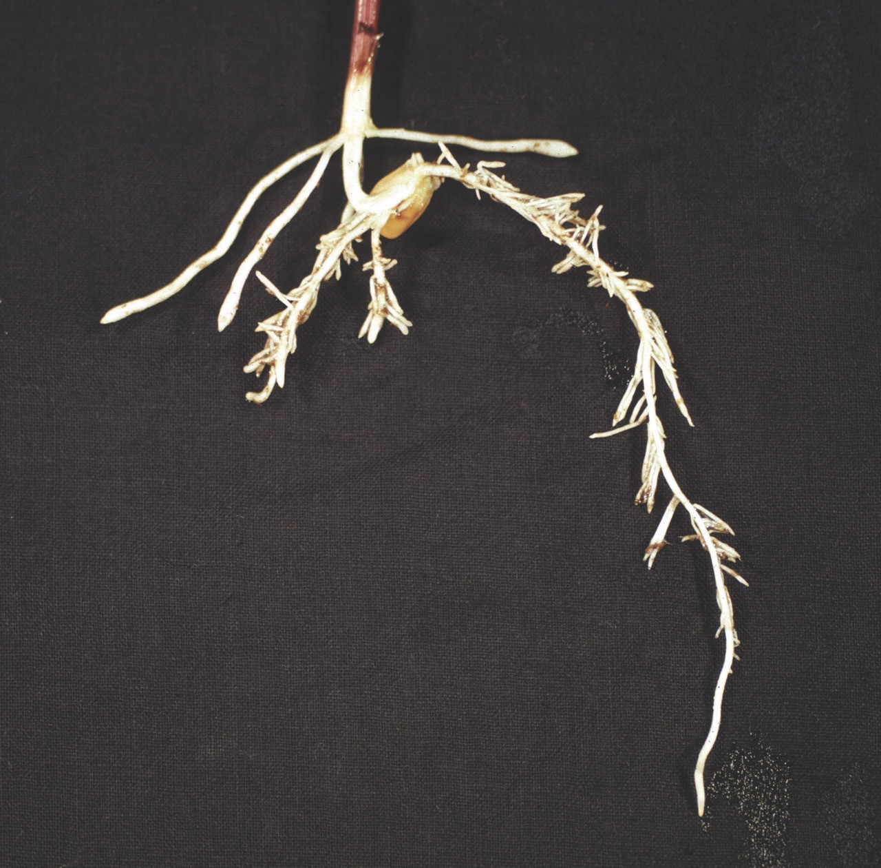 Root Inhibitor (HG 3) Herbicide Injury in Corn