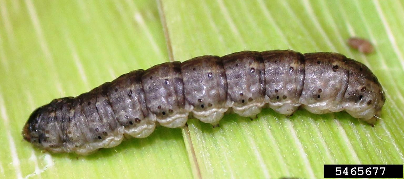 Black Cutworm in Soybean