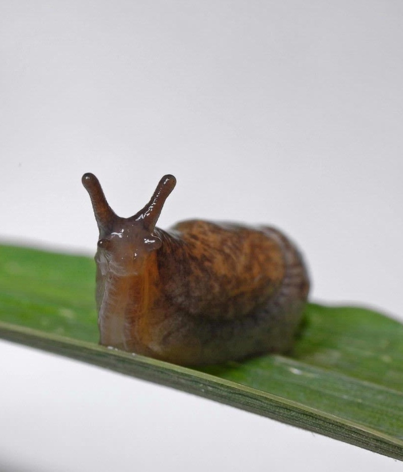 Slugs in Soybeans