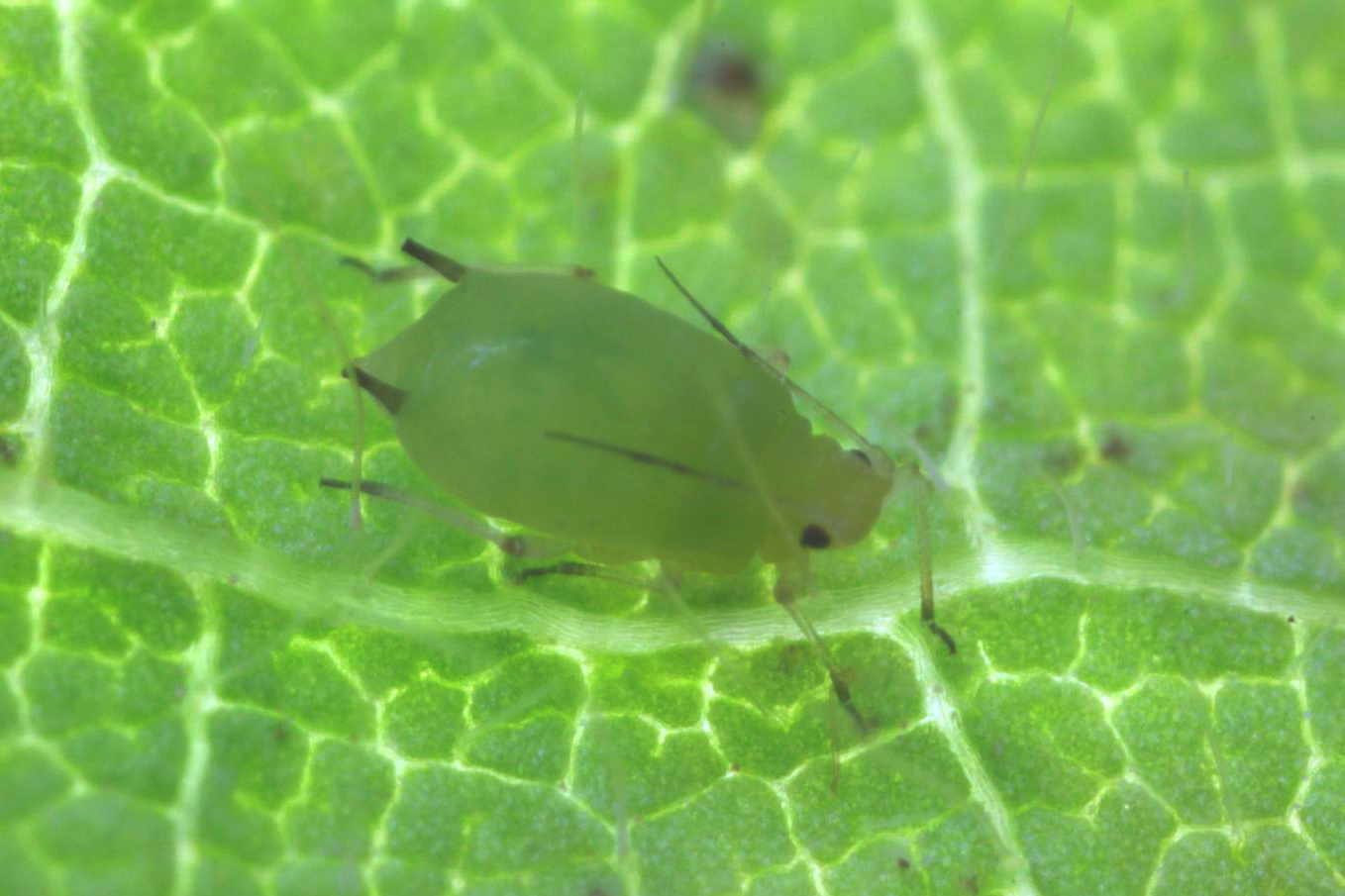 Soybean Aphid in Soybean