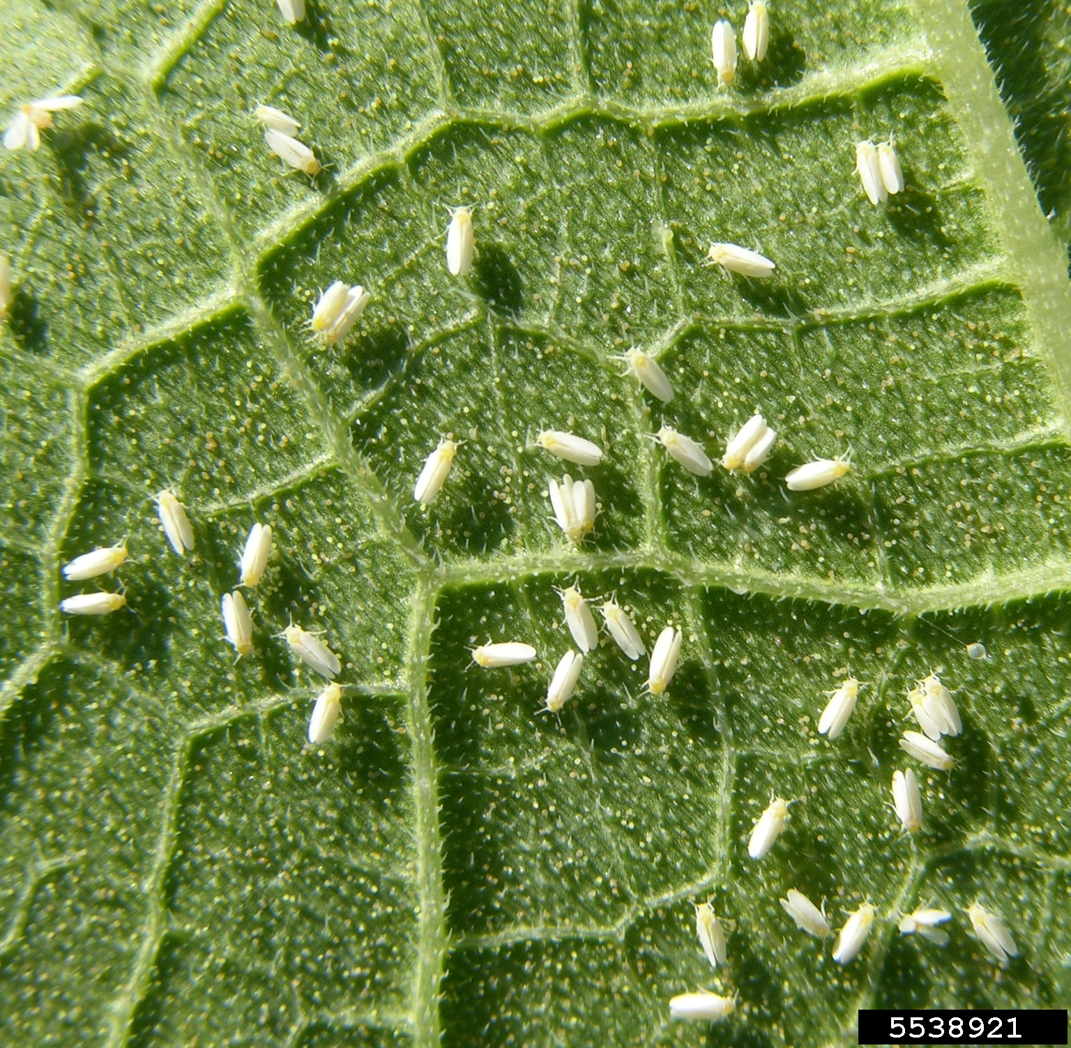 Whitefly in Soybean