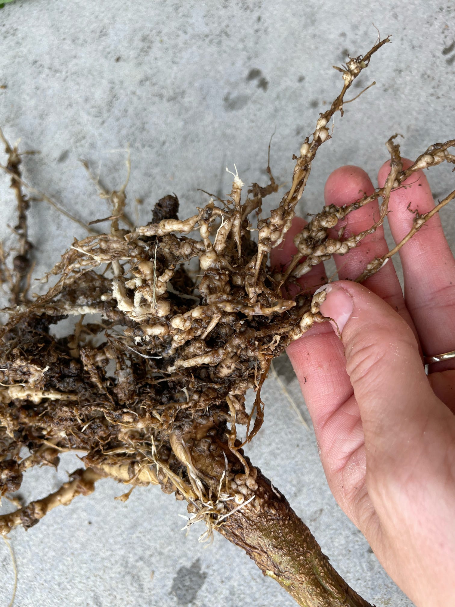 Up close photo of a soybean plant's root systems showing galls due to root knot nematode.