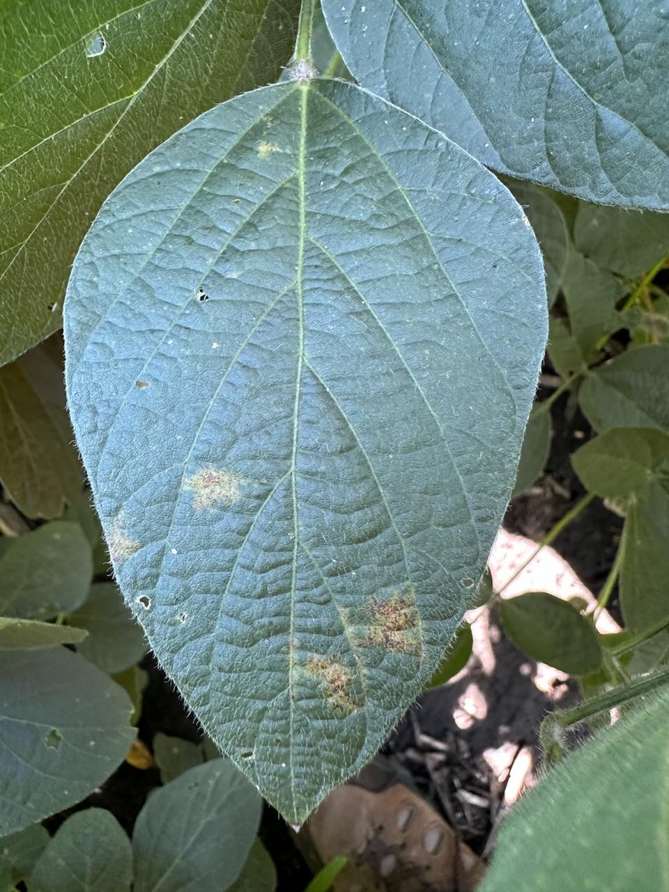 Soybean leaf displaying yellowing between leaf veins due to soybean vein necrosis virus.