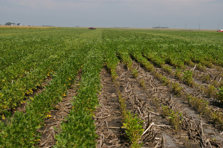 Soybean Cyst Nematode Map